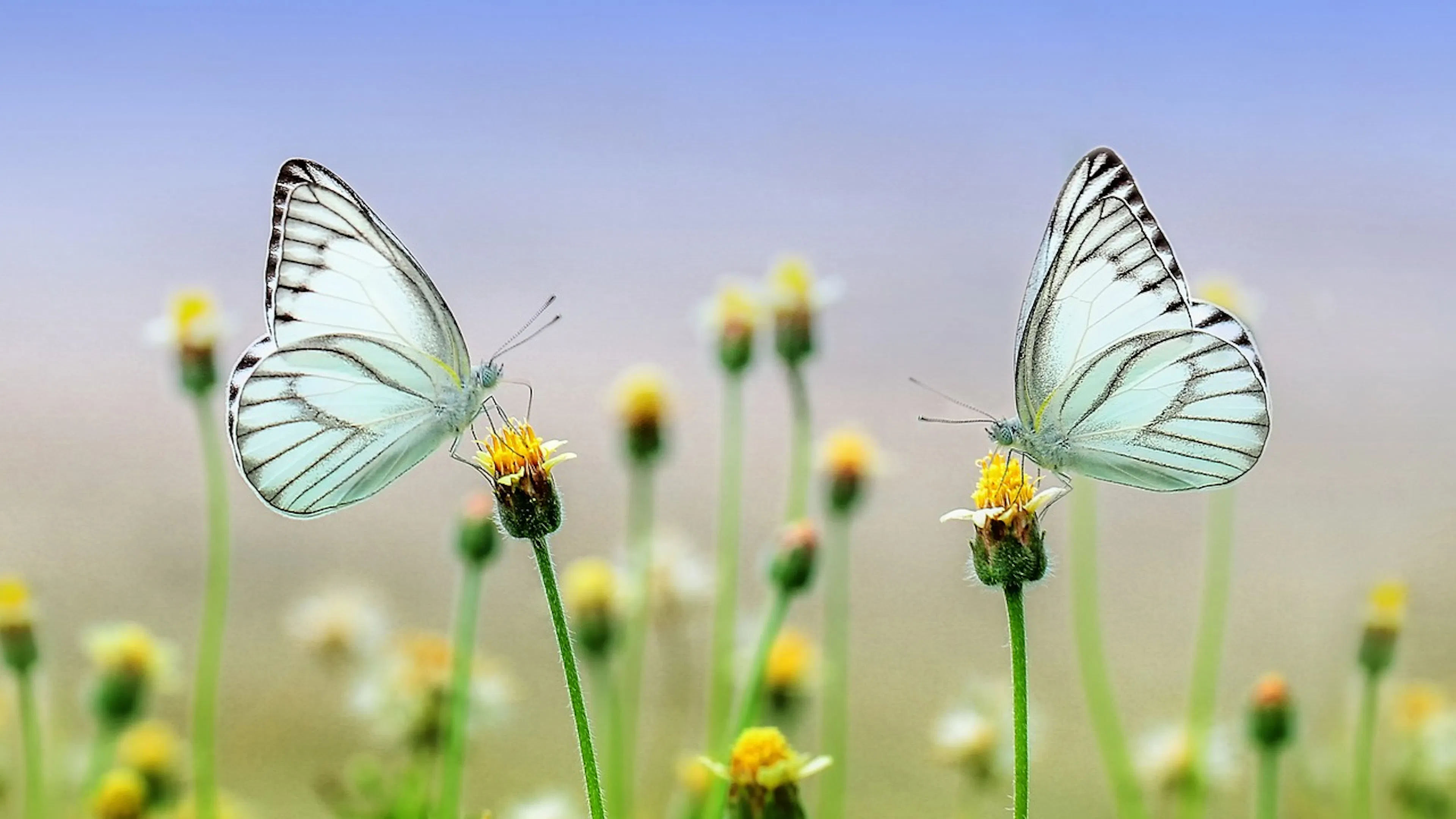 two white and black butterflies on yellow flowers with blue and green background