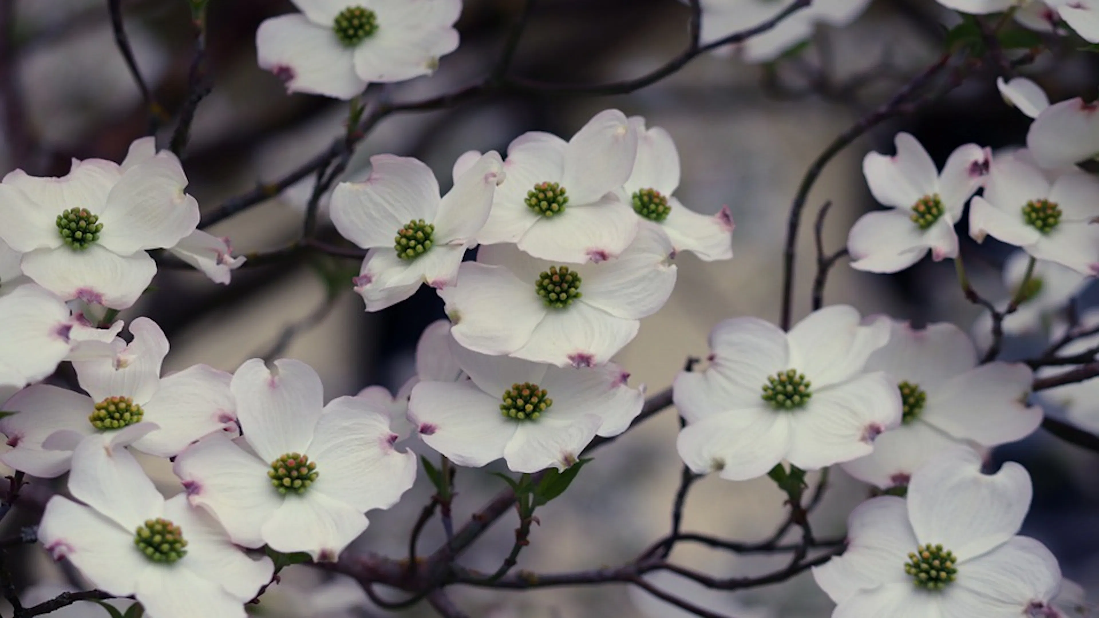 A close up of white flowering dogwood flowers on a thin branch