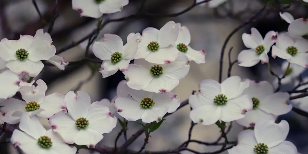 Common Flowering Trees and Shrubs in Seattle
