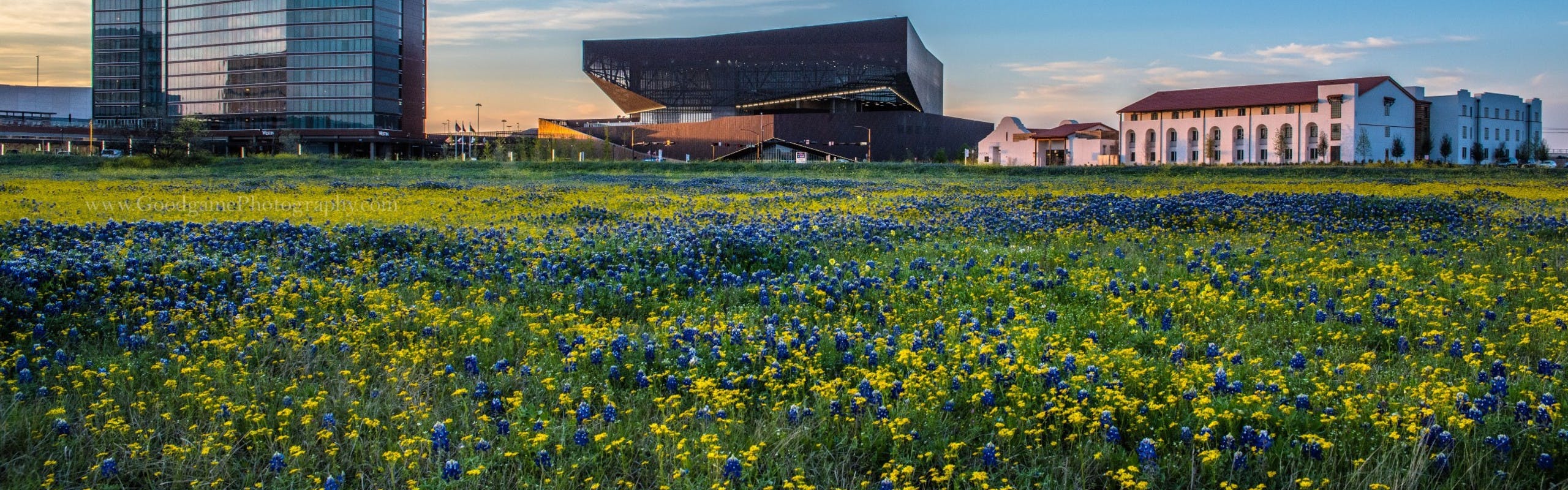 Field near AMLI on Riverside at sunset with yellow and blue flowers and long green grass with city buildings in background