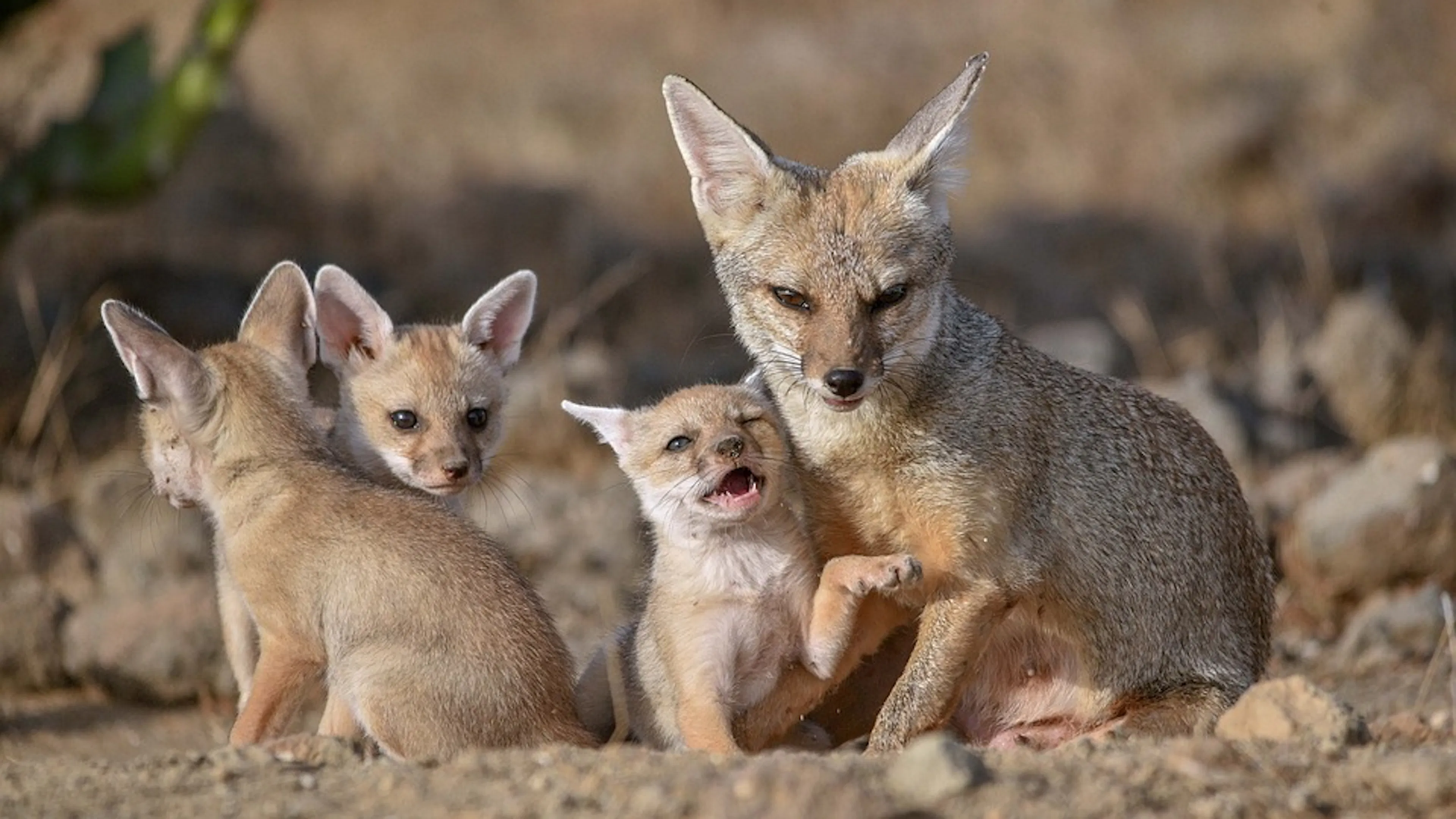 A family of San Joaquin Kit Foxes with three pups and an adult in a sandy area