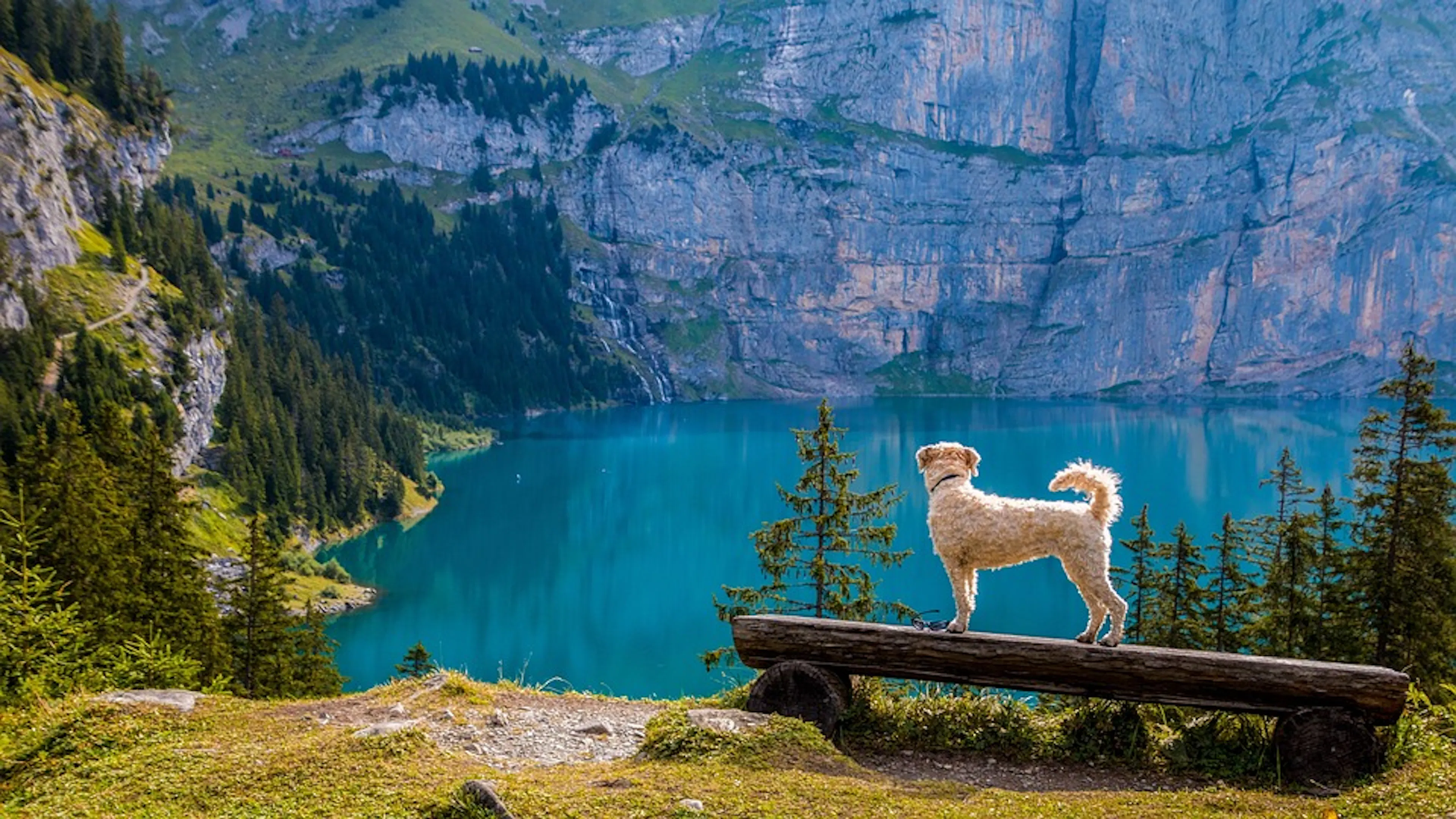 A white dog standing on a log looking out over a blue alpine lake