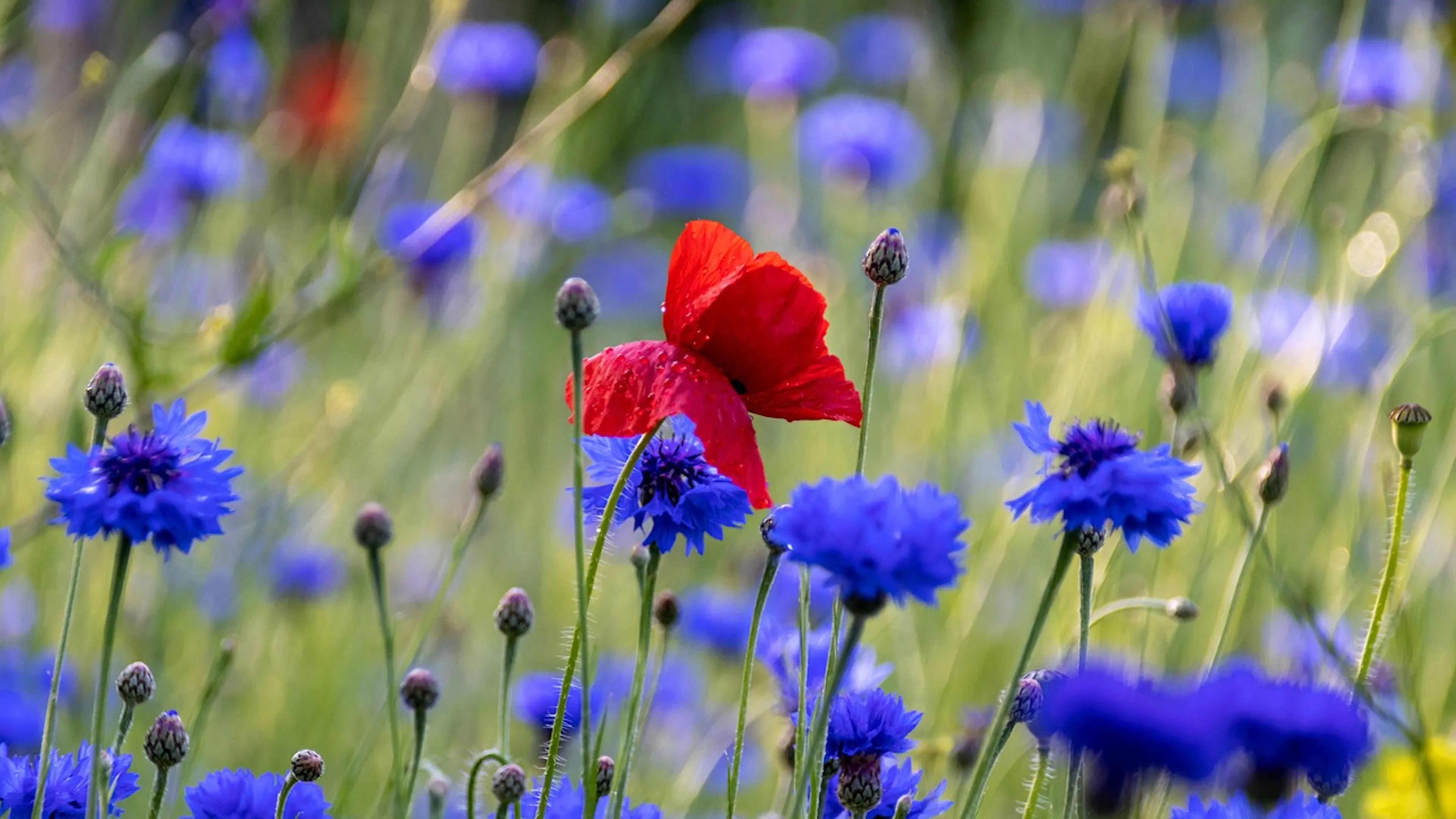 A field of purple corn flowers with a red poppy right in the middle