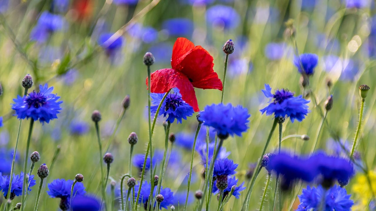 A field of purple corn flowers with a red poppy right in the middle