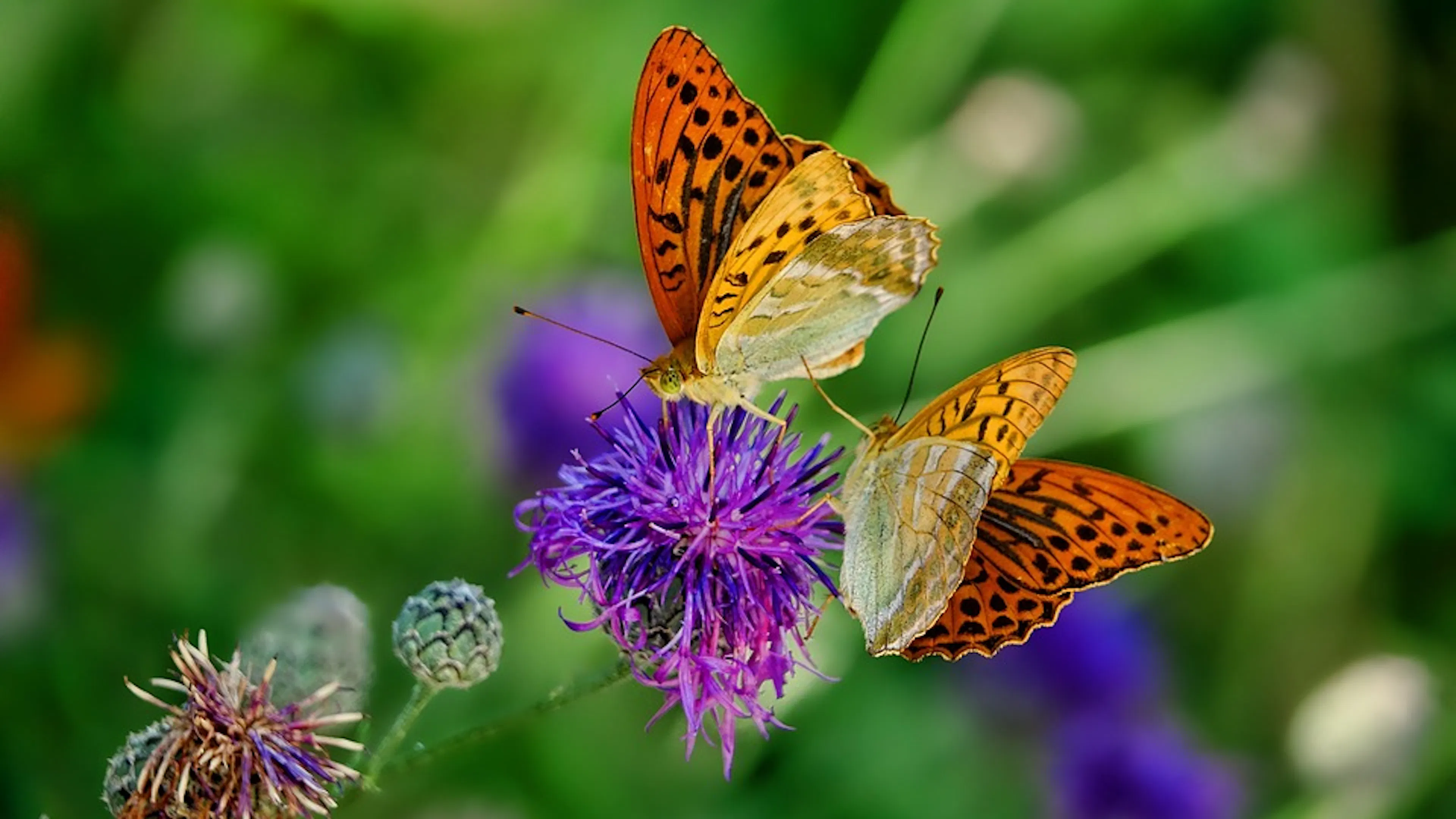 Two orange and black butterflies on a purple wildflower
