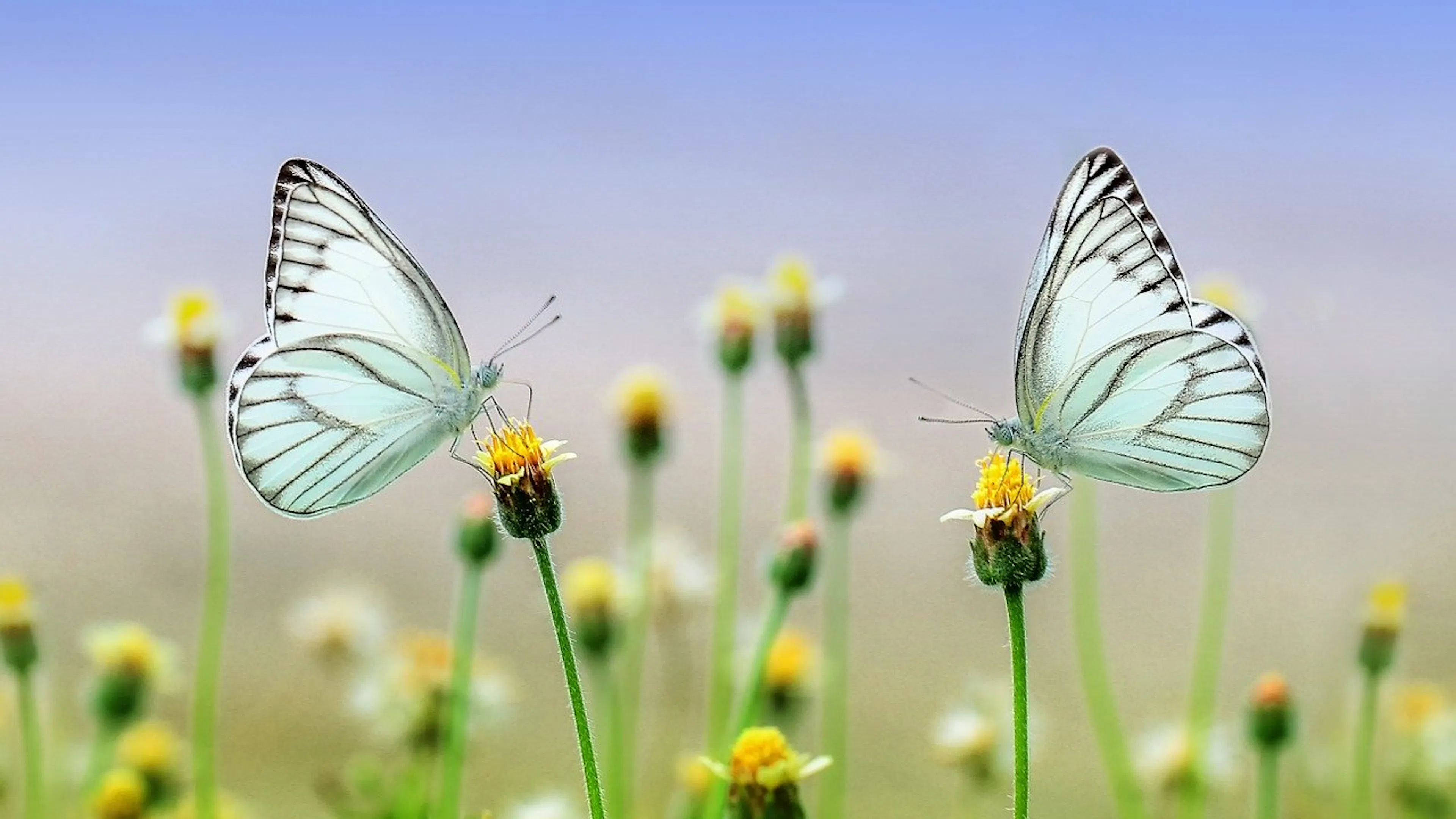 Two light blue butterflies on two thin dandelions facing each other in front of a blurred background