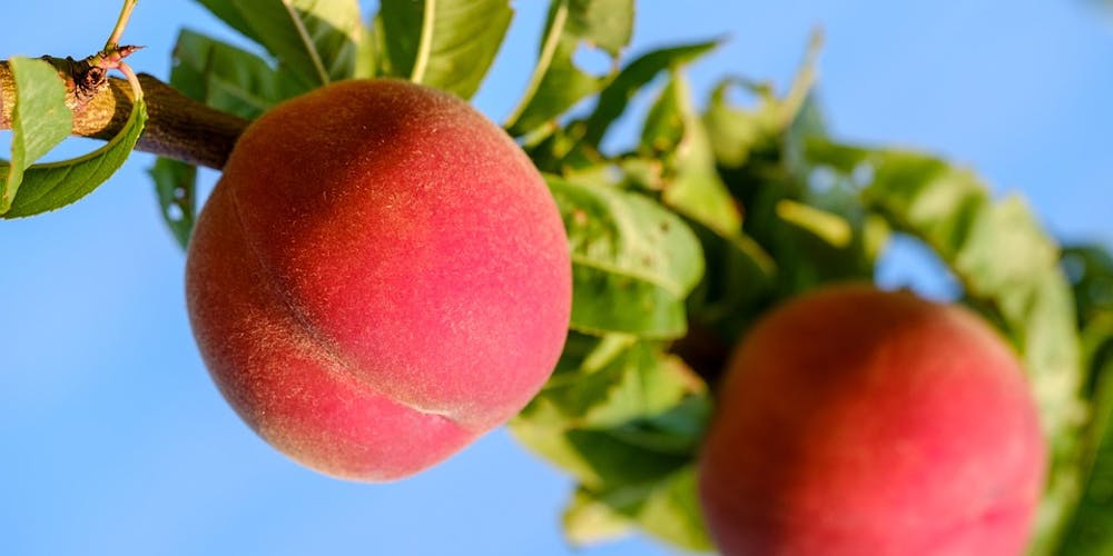 Peach Trees - Flordaking