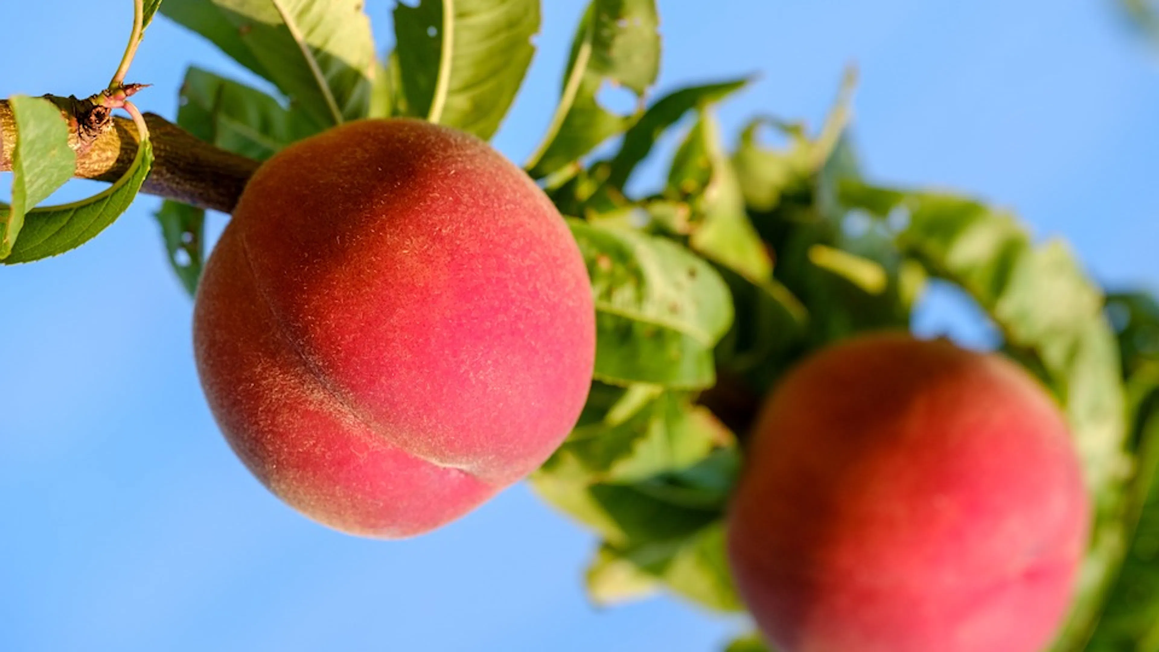 Two large pred peaches on a leafy branch against a brilliant blue sky