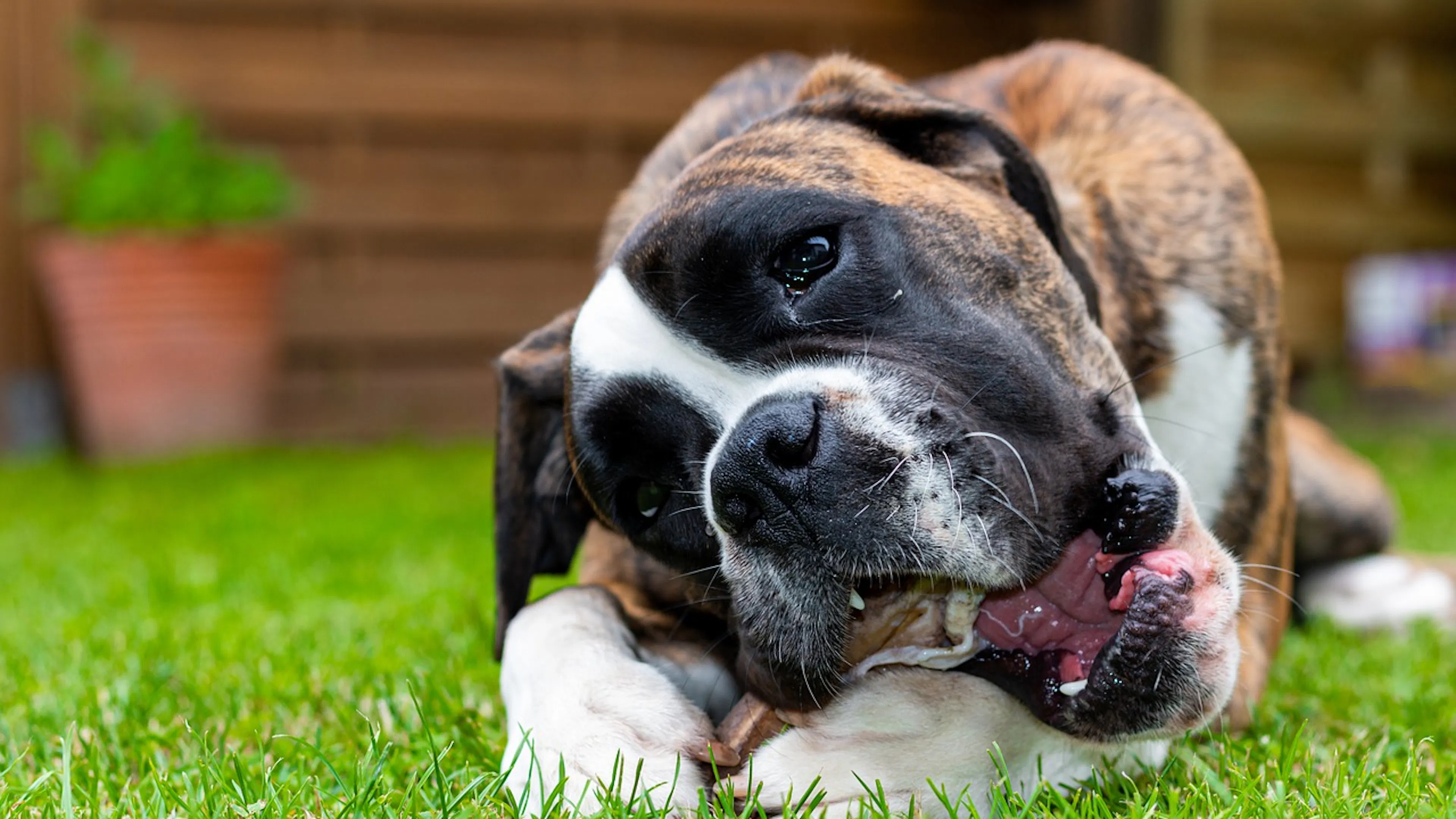 Boxer dog with a white, black and brindle coat happily chewing a dog treat on the grass