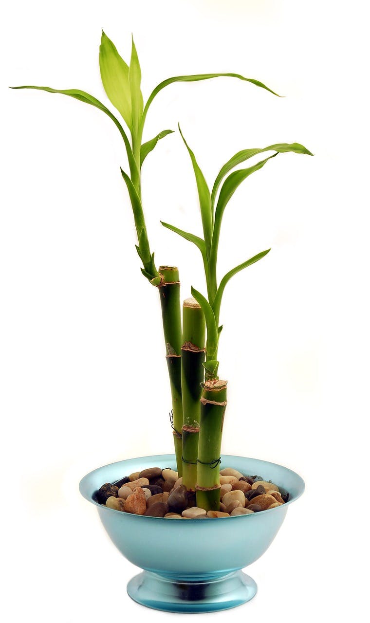 Three small shoots of Lucky Bamboo in a small blue bowl