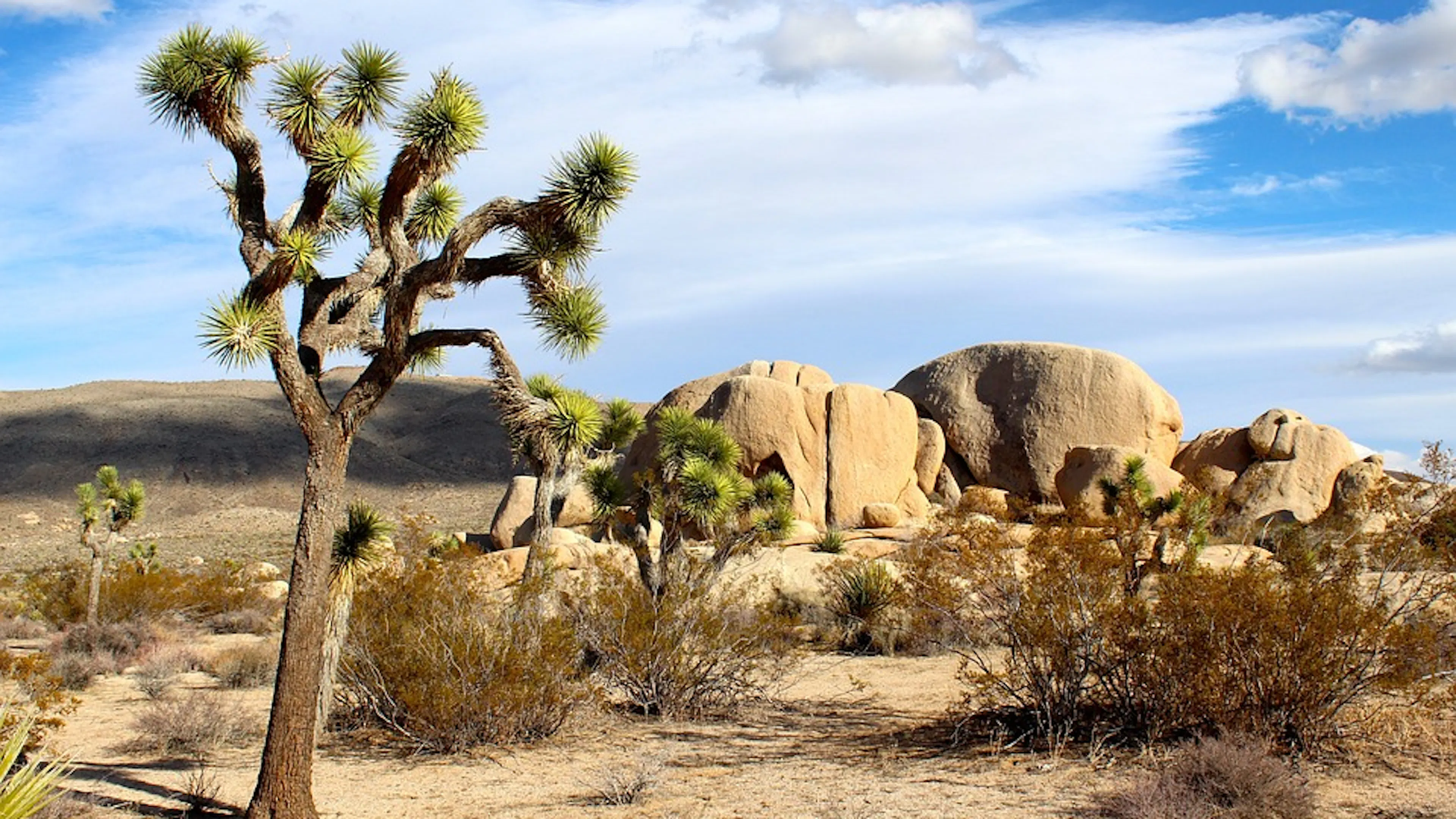 A Joshua Tree standing in a desert surrounded by shrubs and boulders 