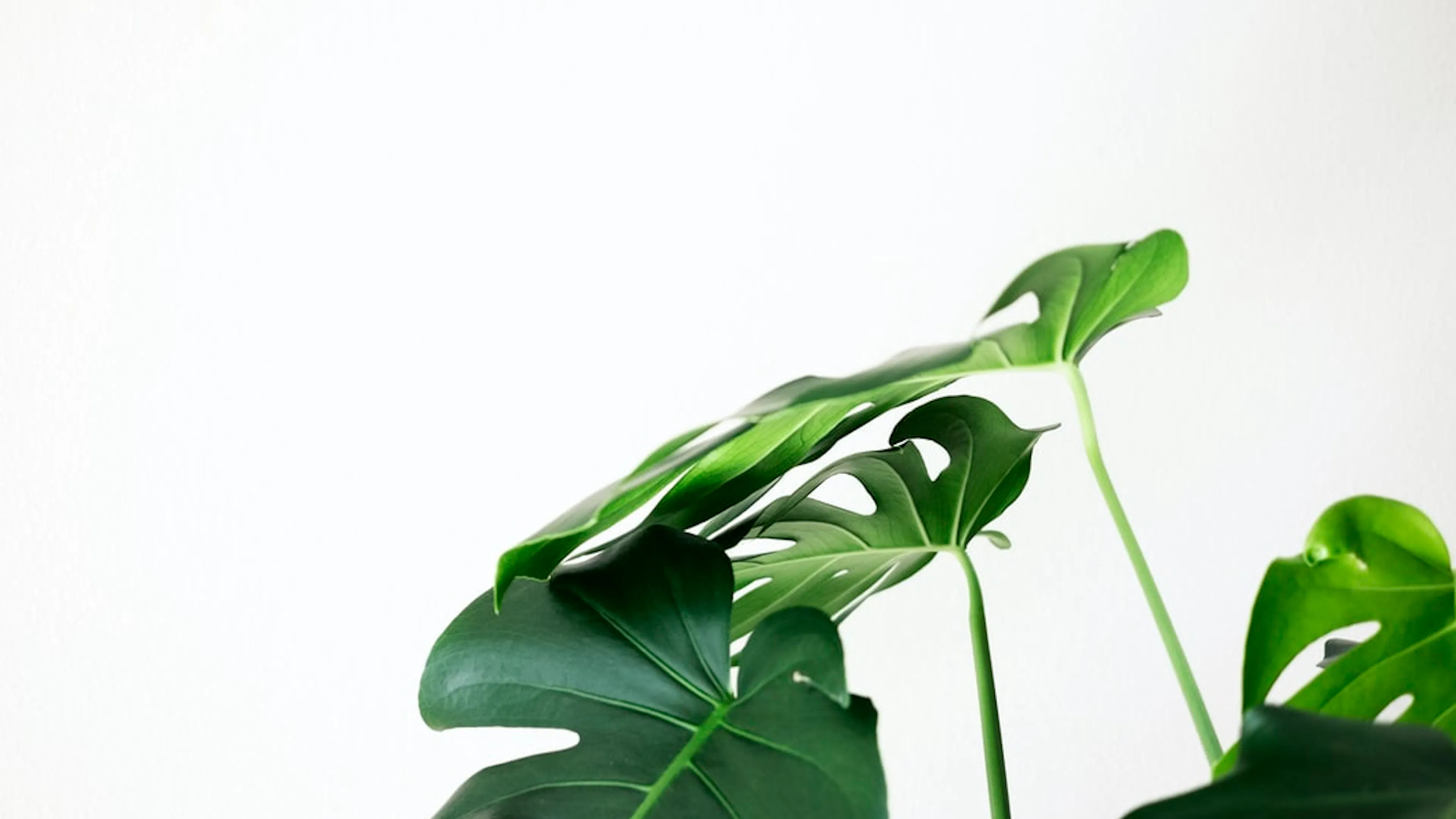 A white background with a close up of dark green plant leaves in the foreground