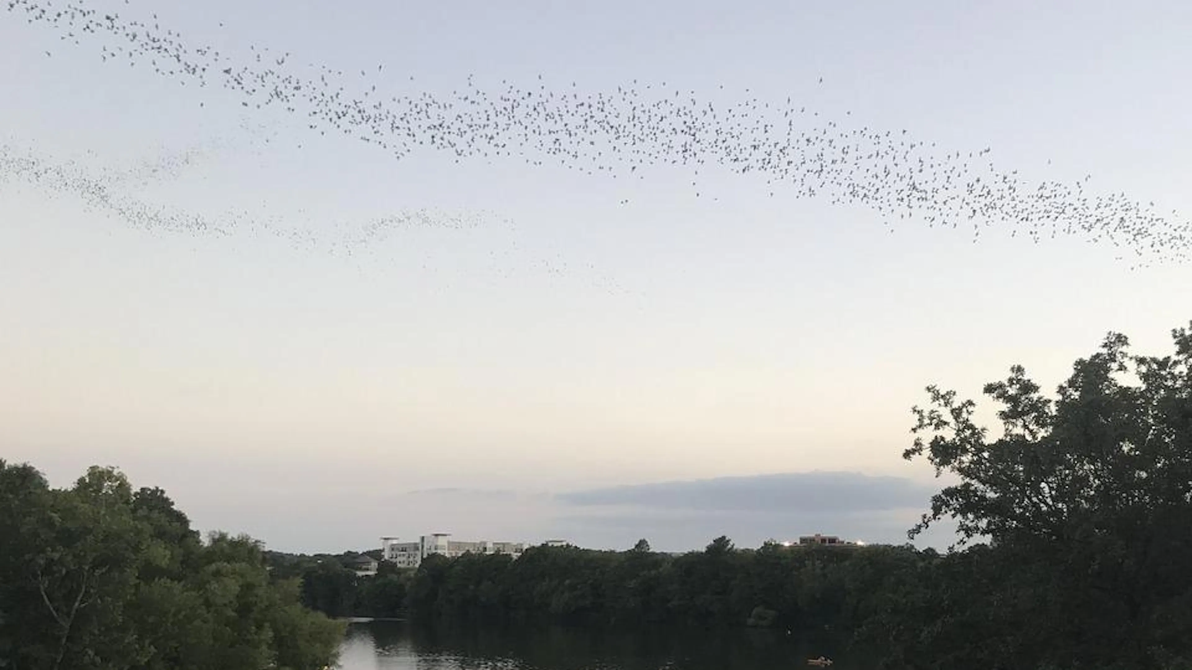Sweeping view of a river at dusk with a stream of bats flying high above