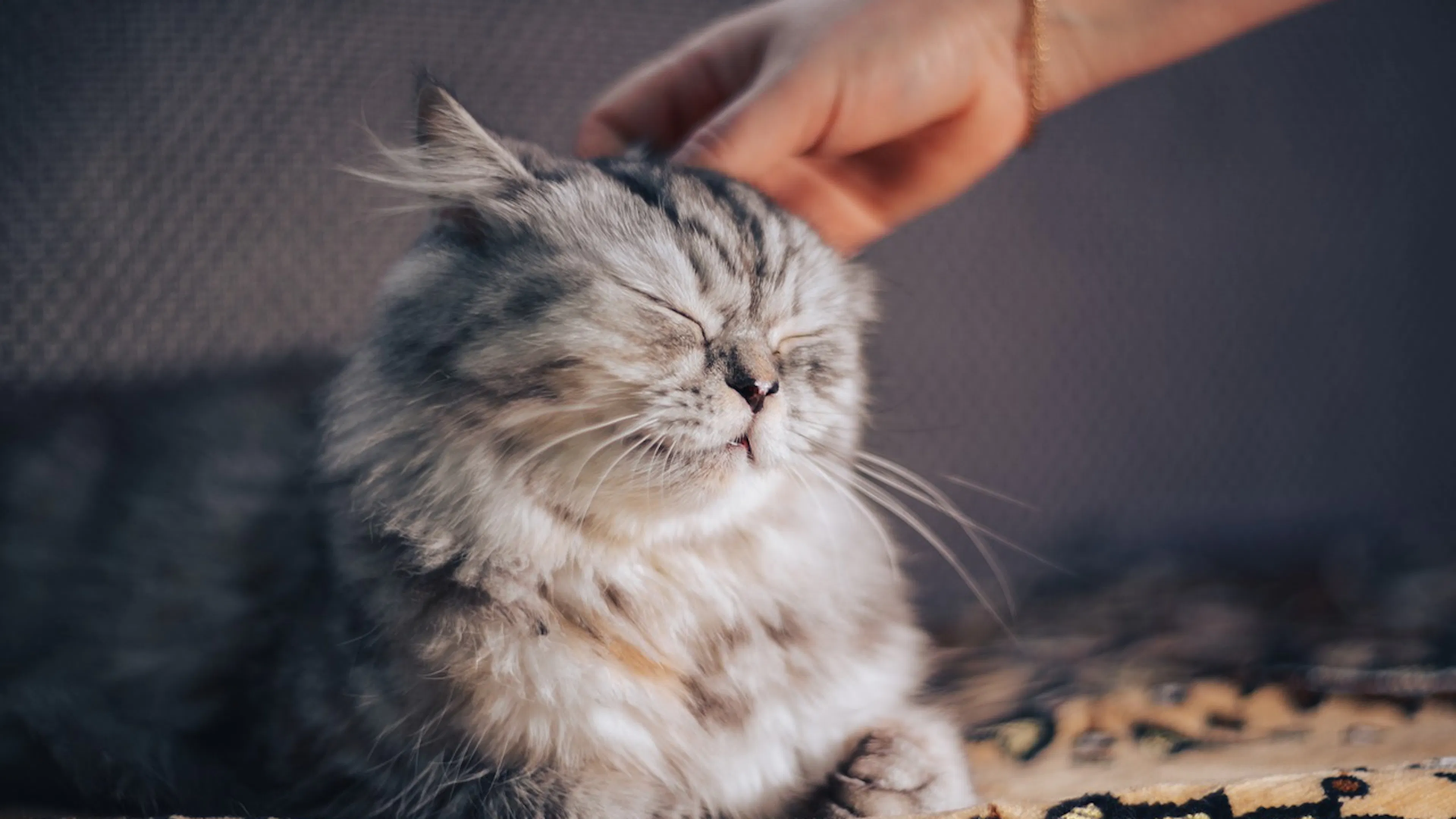 A long haired gray cat that looks very content being petted by a woman's hand