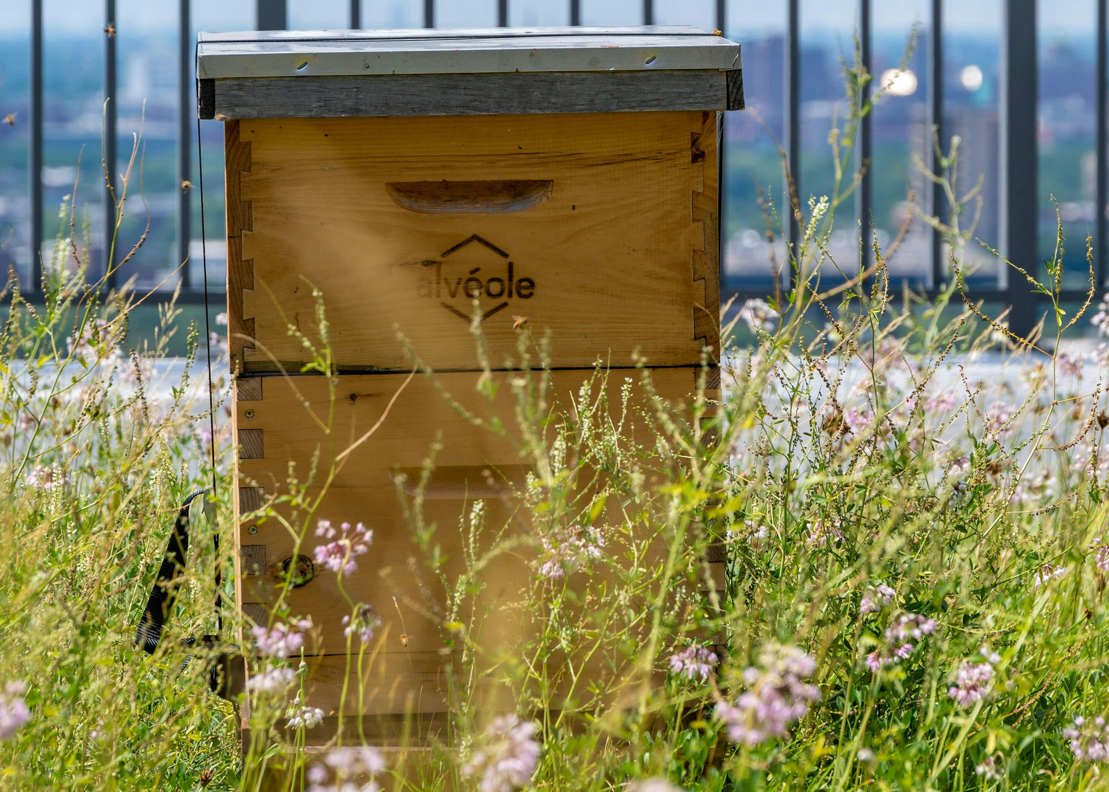 Wooden pollinator beehive at AMLI 900 surrounded by pink wildflowers with black metal rail fence in background  
