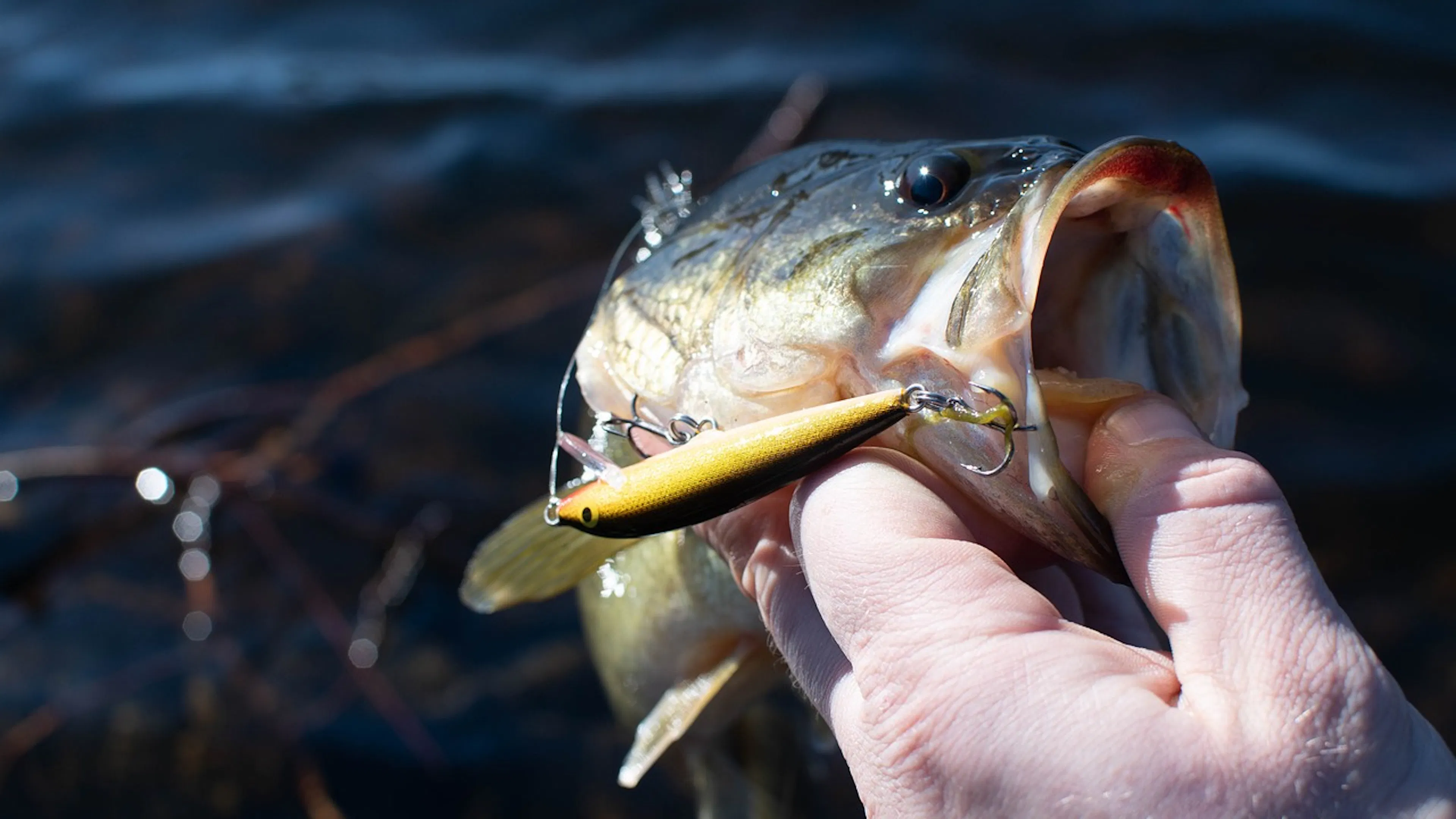 A fish freshly caught from the water held in the mouth by a fisherman's hand