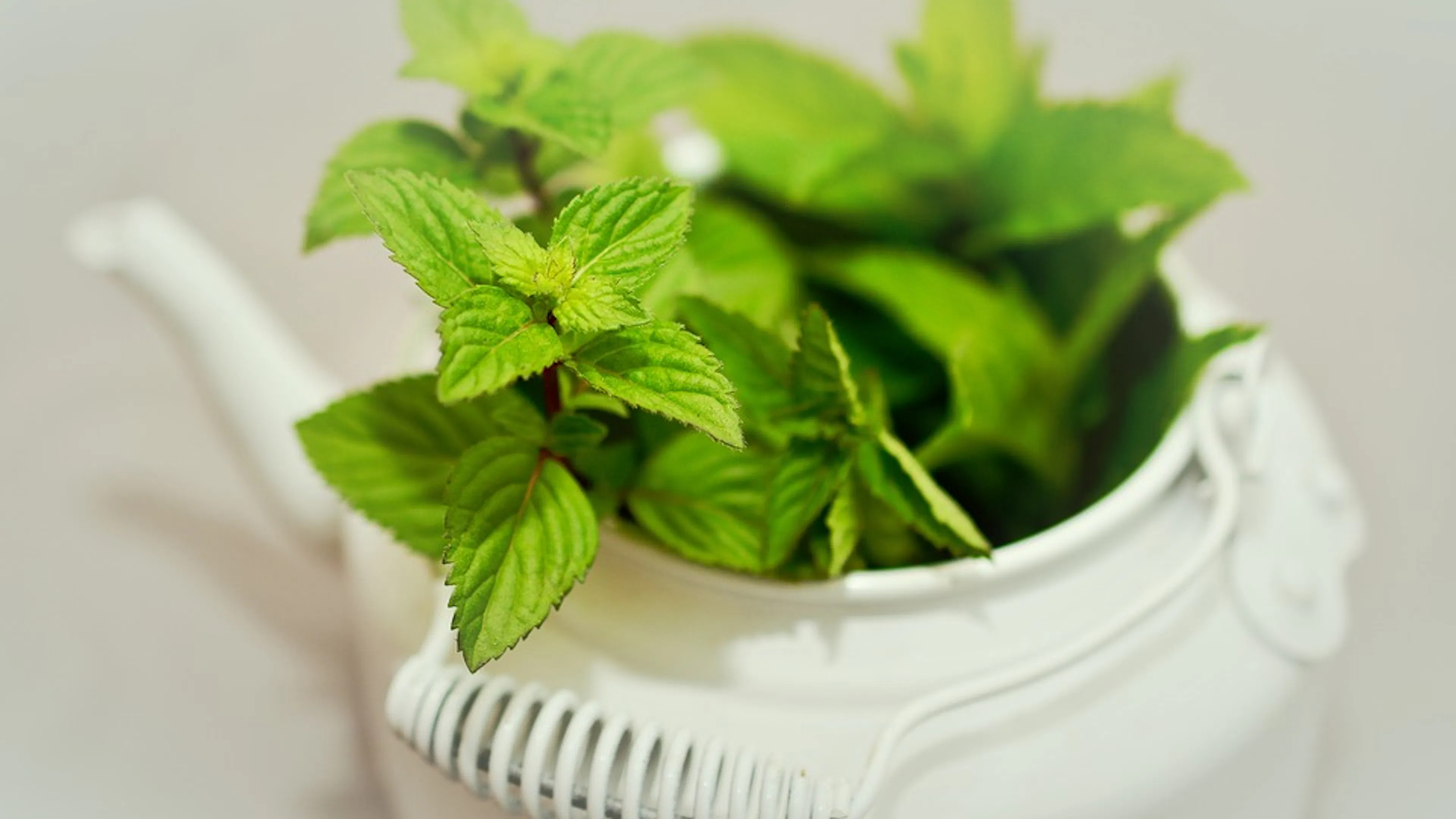 A white porcelain teapot with some fresh peppermint growing out of it