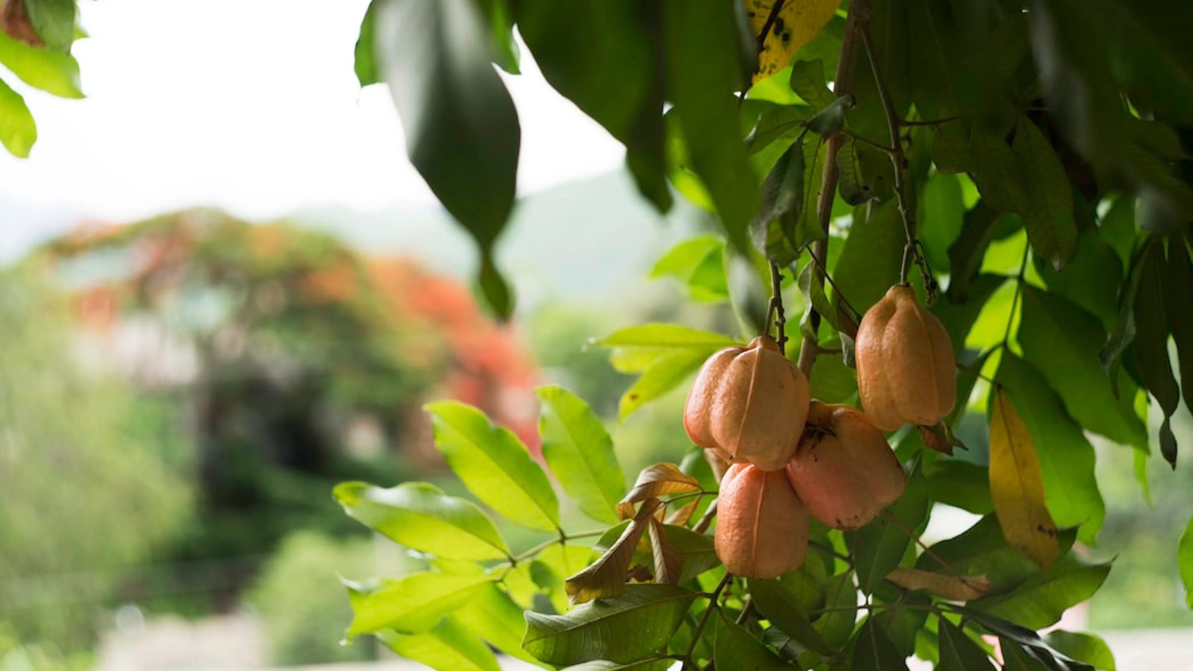 A bunch of five ackee fruit hanging on a tree under large green leaves with more trees in the background