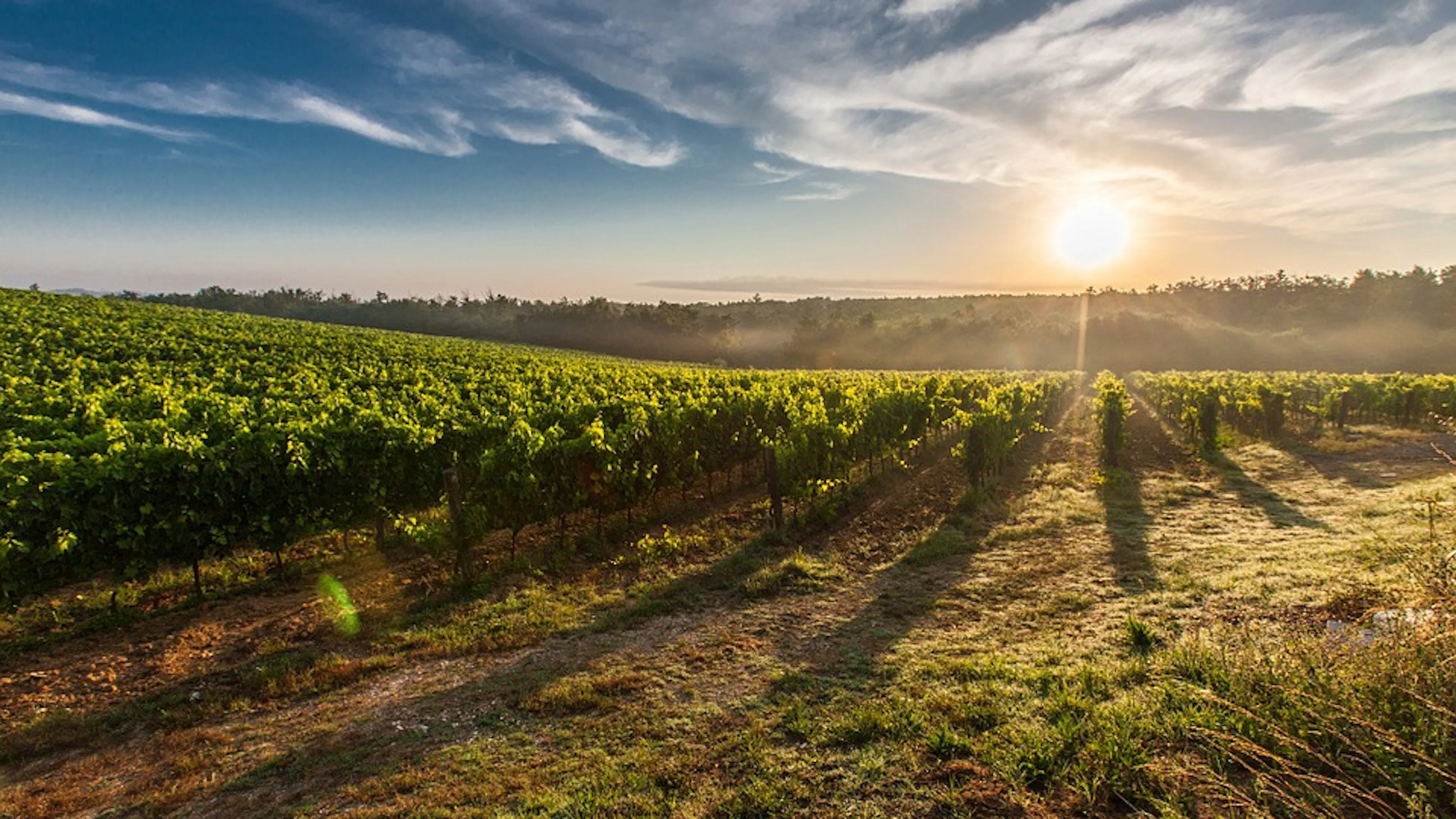 A vineyard bathed in morning light on a clear day