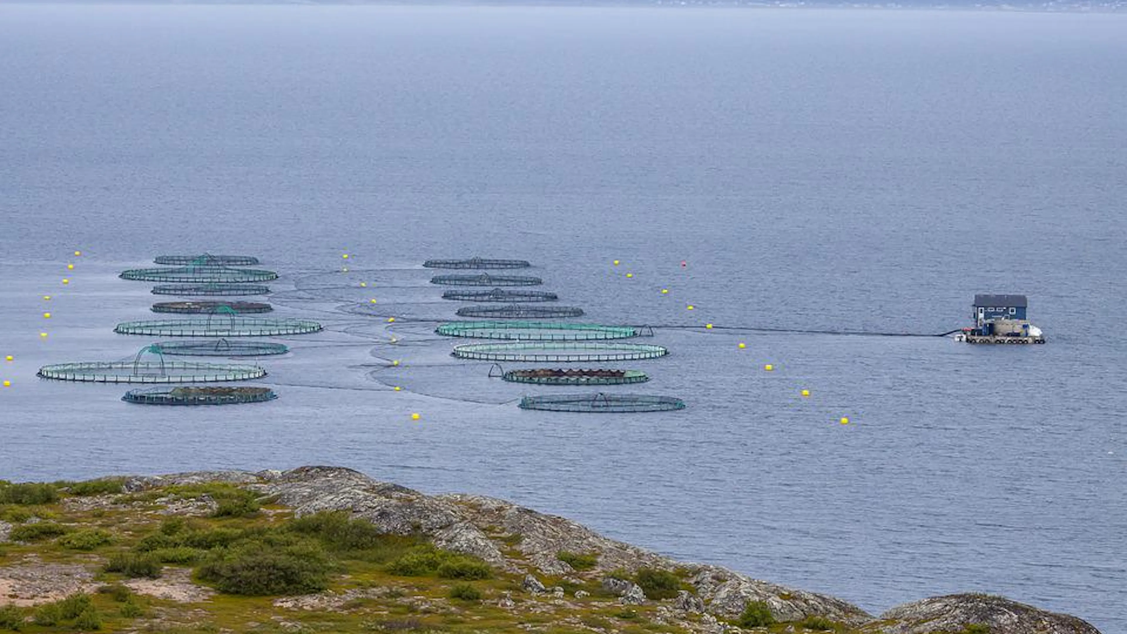Two long rows of fish pens in a bay beyond a rocky shore