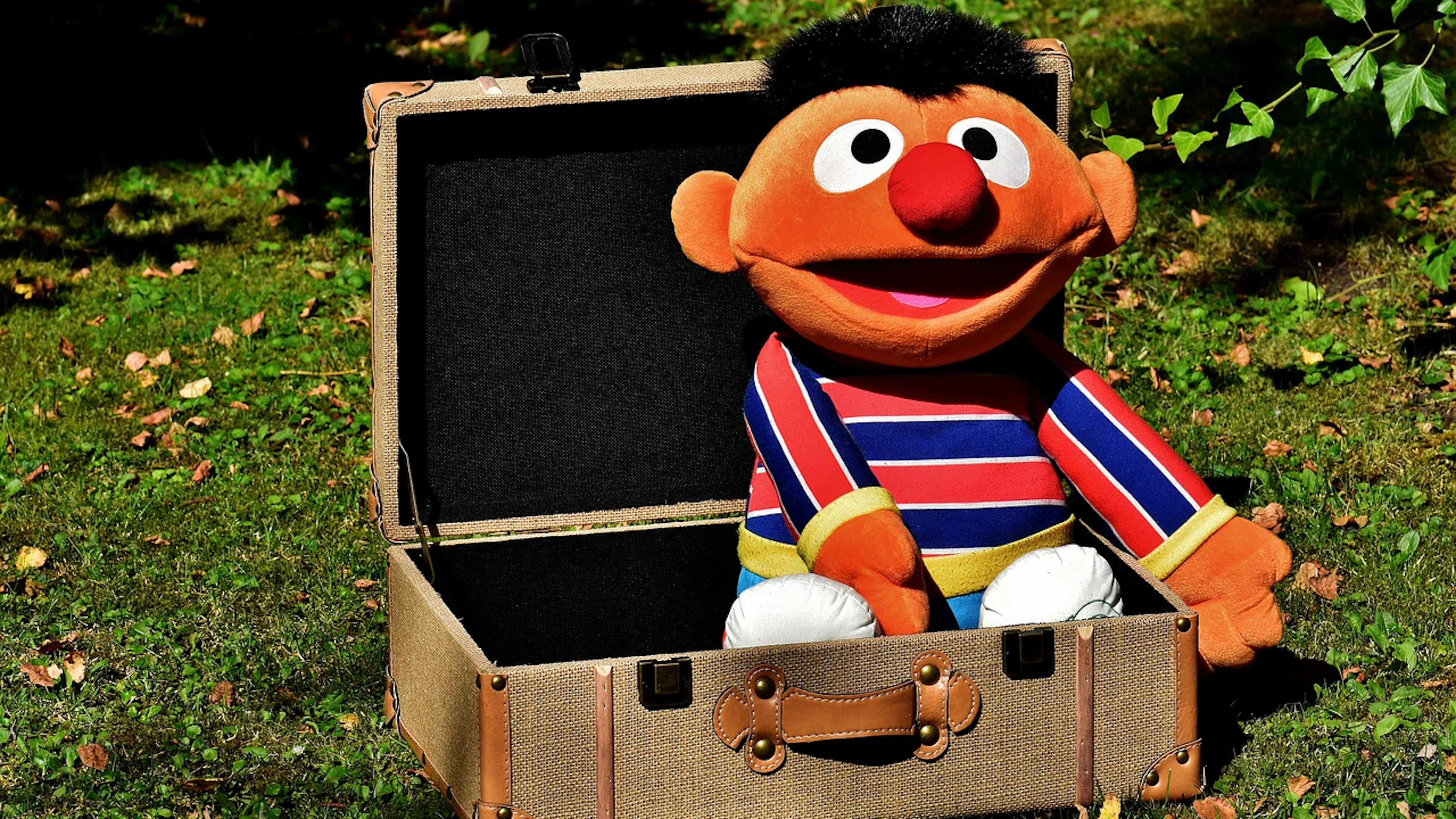 An orange plush Ernie Muppets toy propped up in a childrens size suitcase on a green grassy lawn