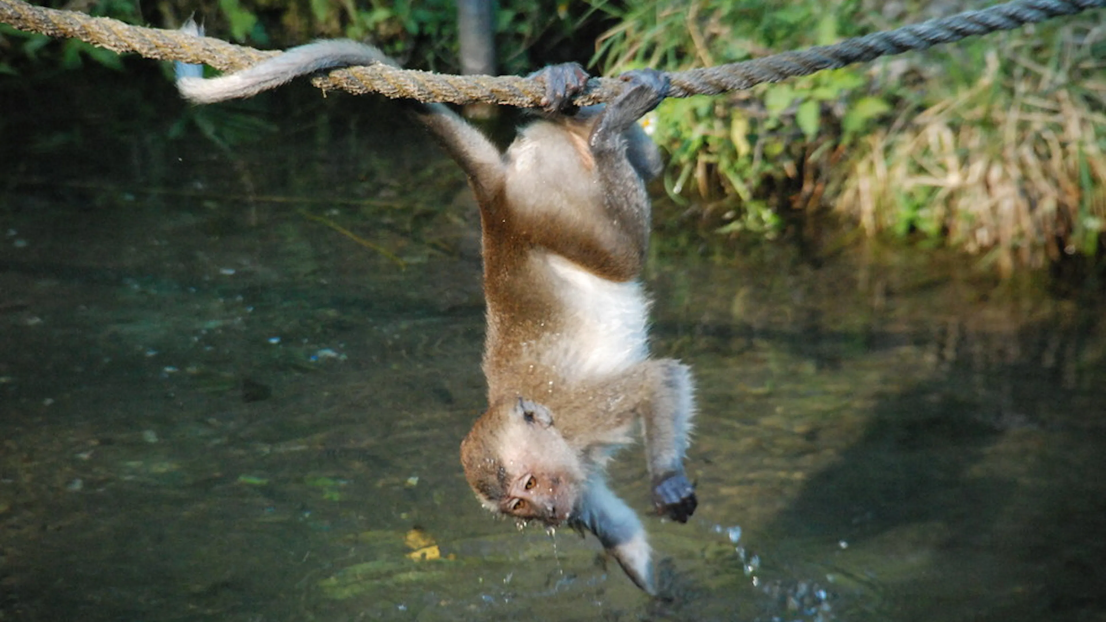 monkey hanging upside-down from rope above water
