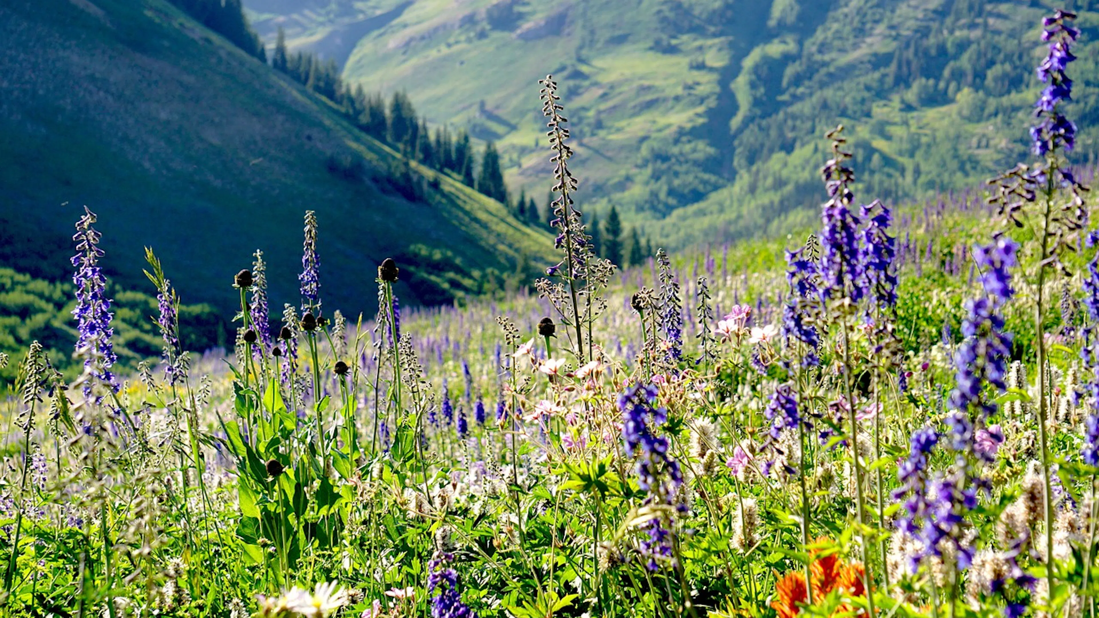 A hillside of purple lupines and red paintbrush wildflowers extending down into a mountainous valley