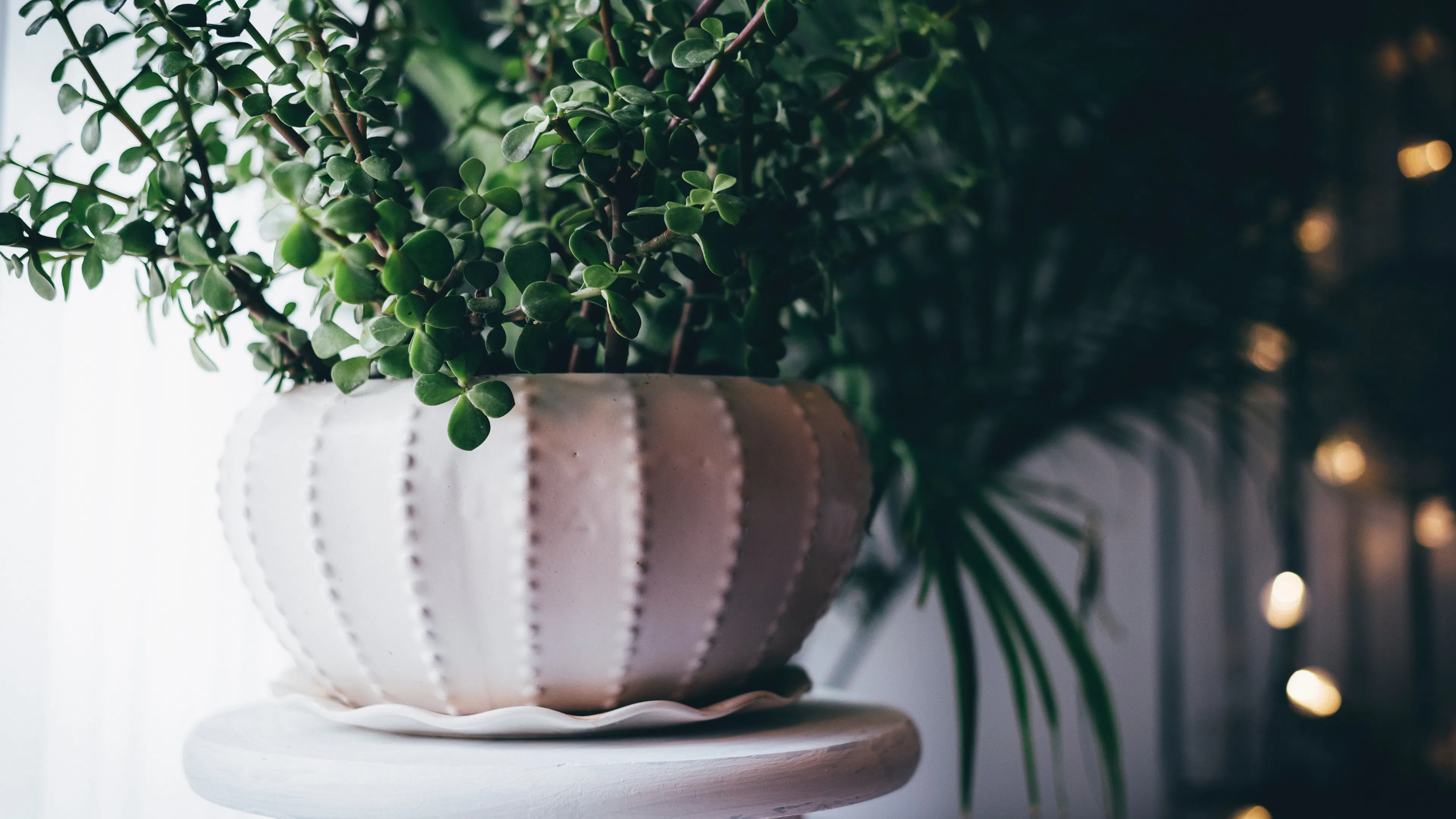 Ornate white pot with delicate green plant inside.