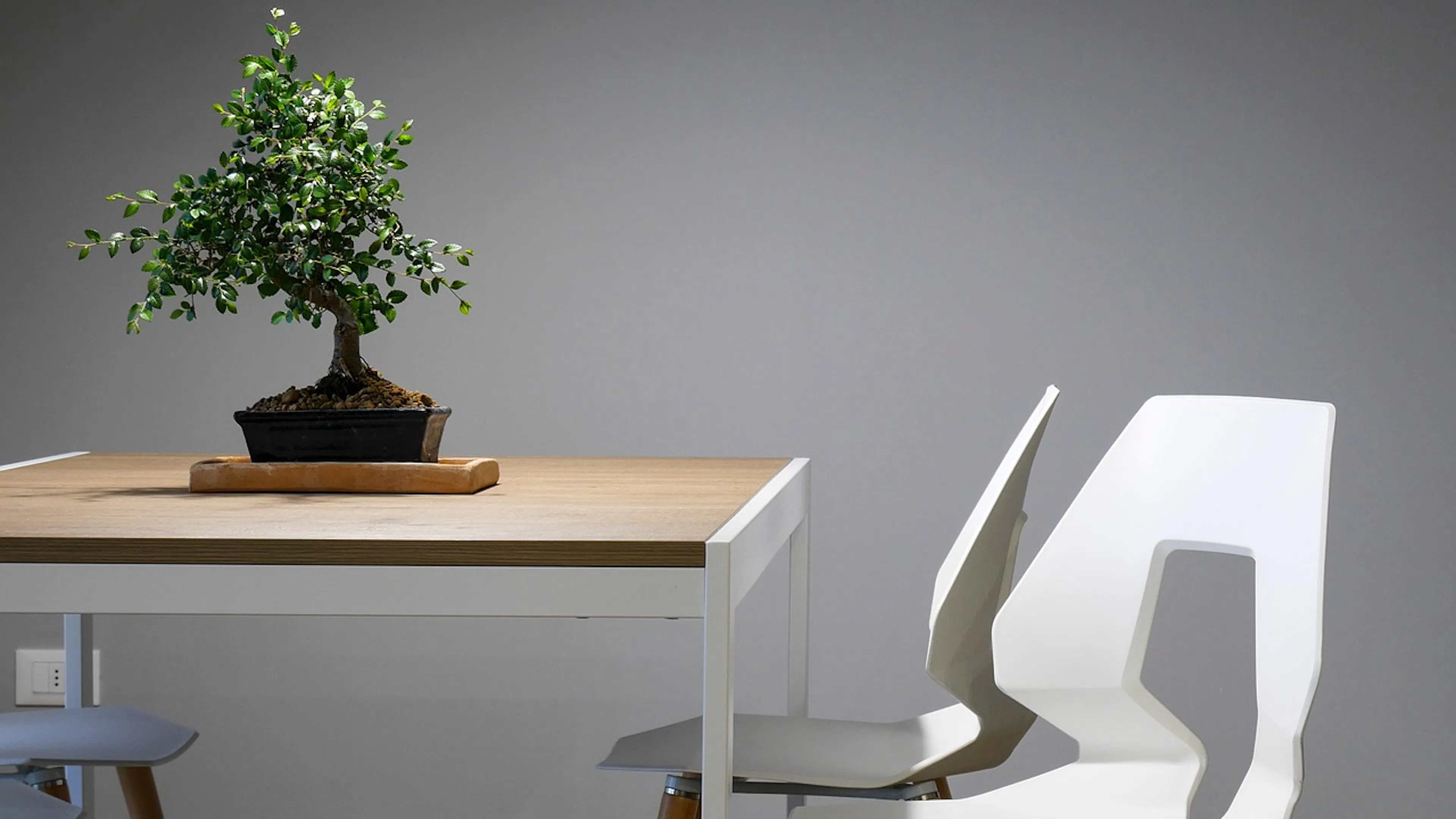 Bonsai tree on small wooden table with a sleek white chair