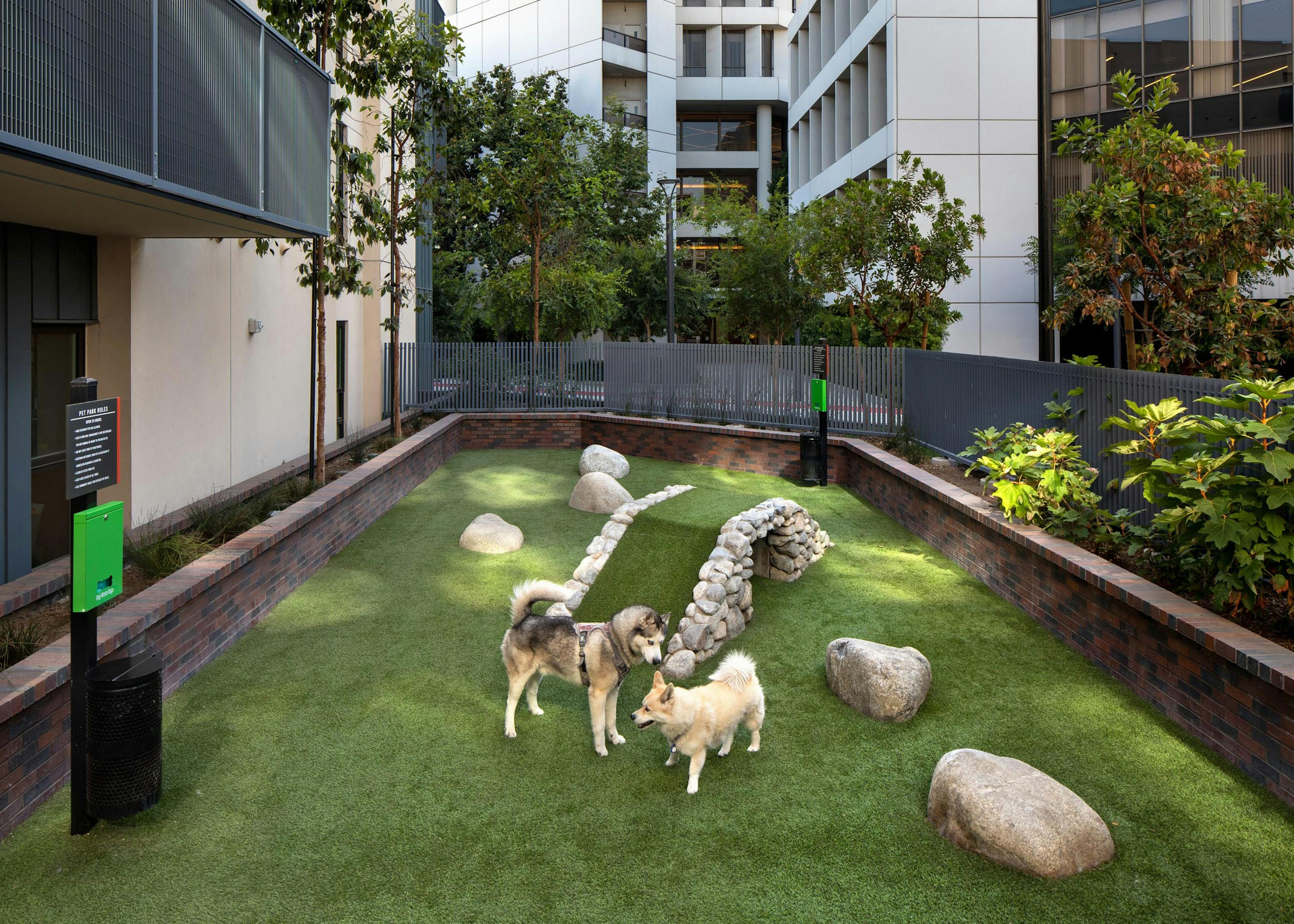 View of landscaped pet park with turf and two dogs playing freely and enclosed by a short brick wall at AMLI Old Pasadena