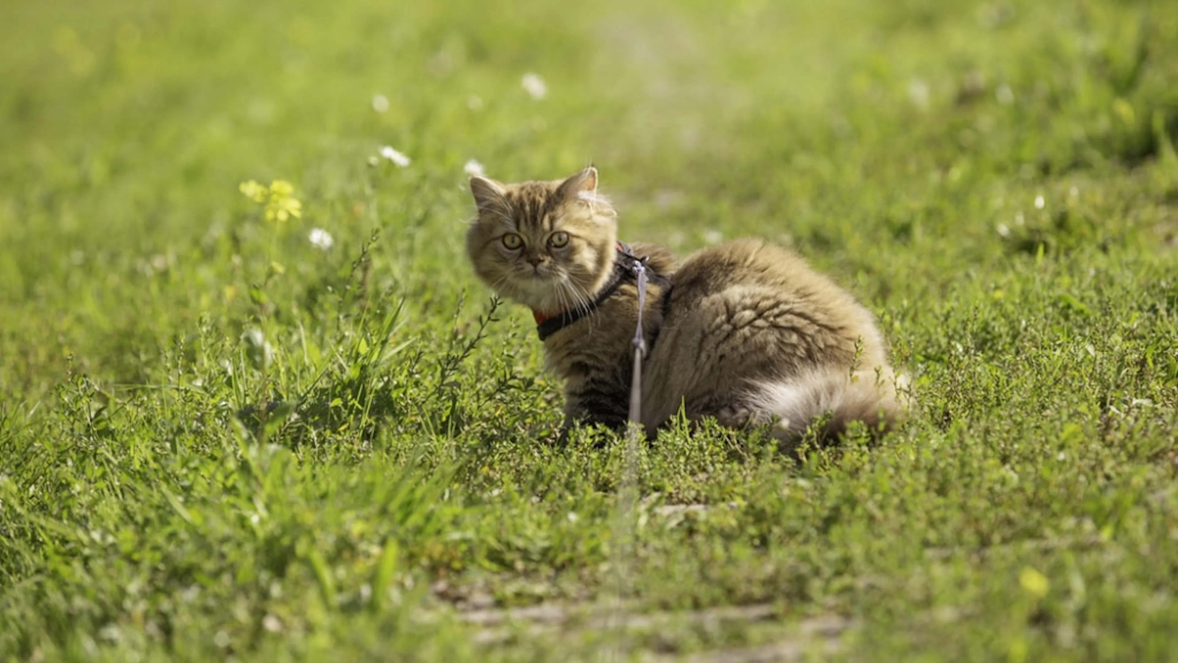 Adventure cat with leash