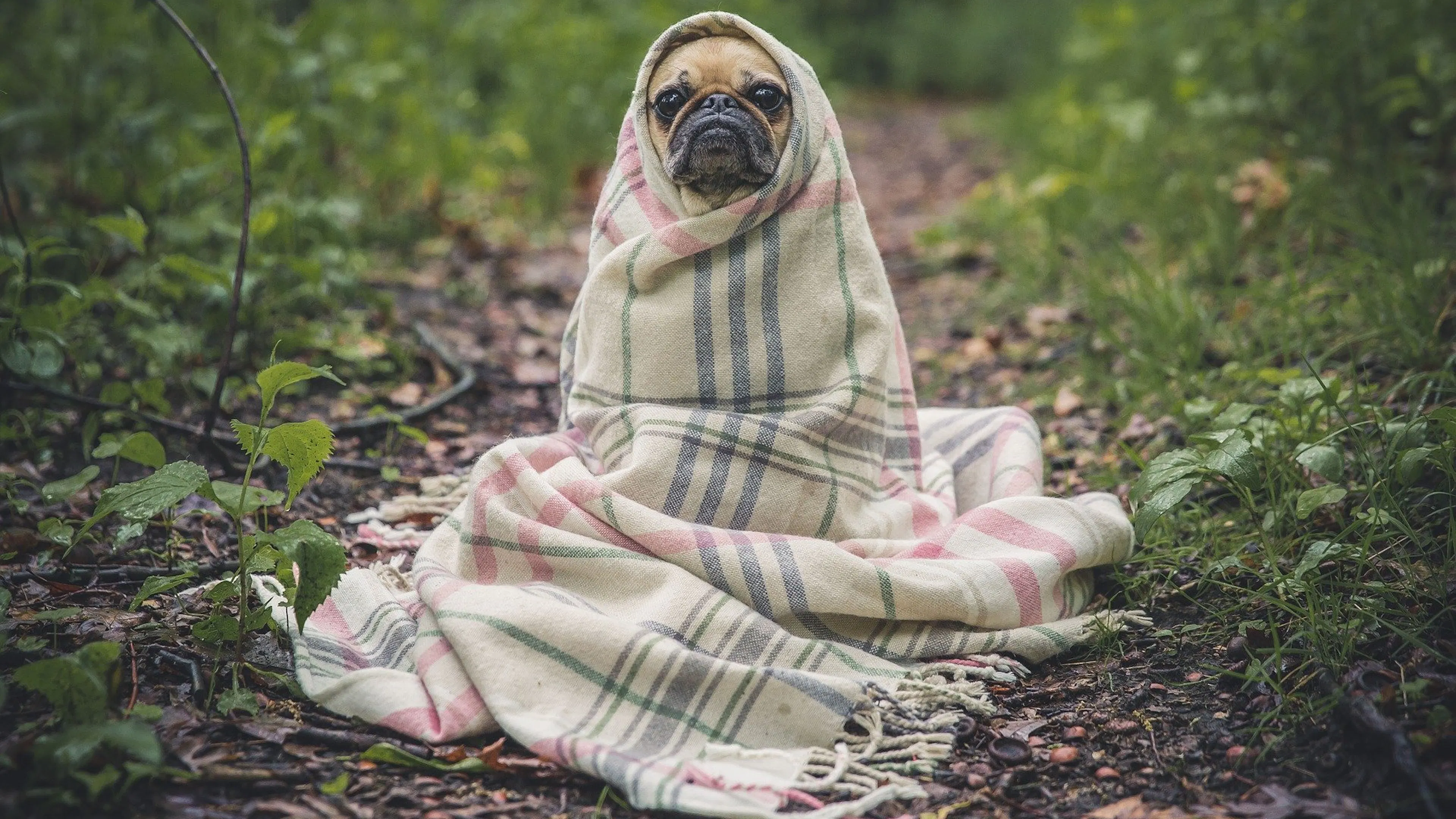 A small pug wrapped in a blanket in the middle of a hiking trail