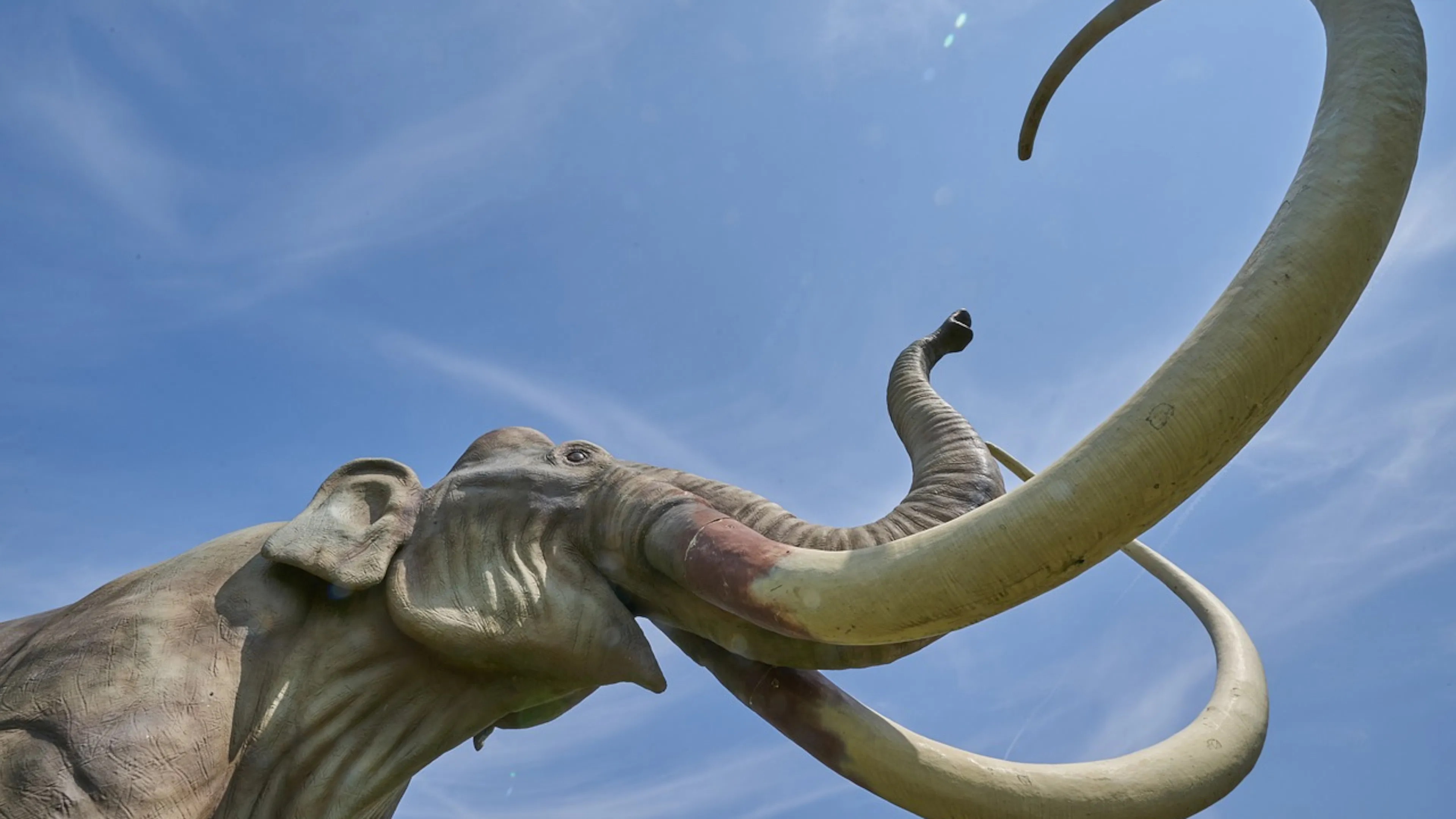 A statue of a mammoth with long curling tusks set against a clear blue sky