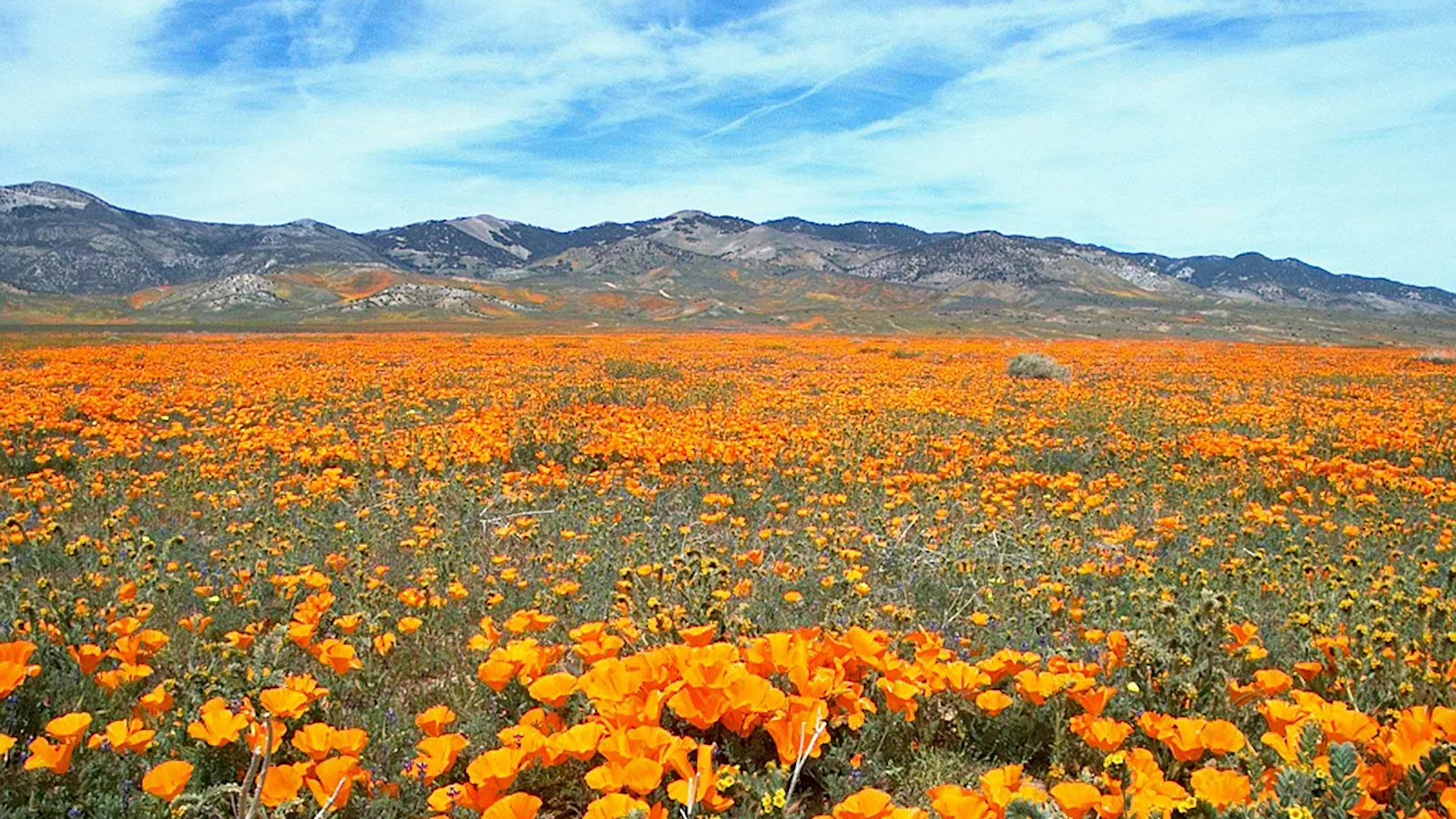 A large valley with mountains n the background covered in California poppies