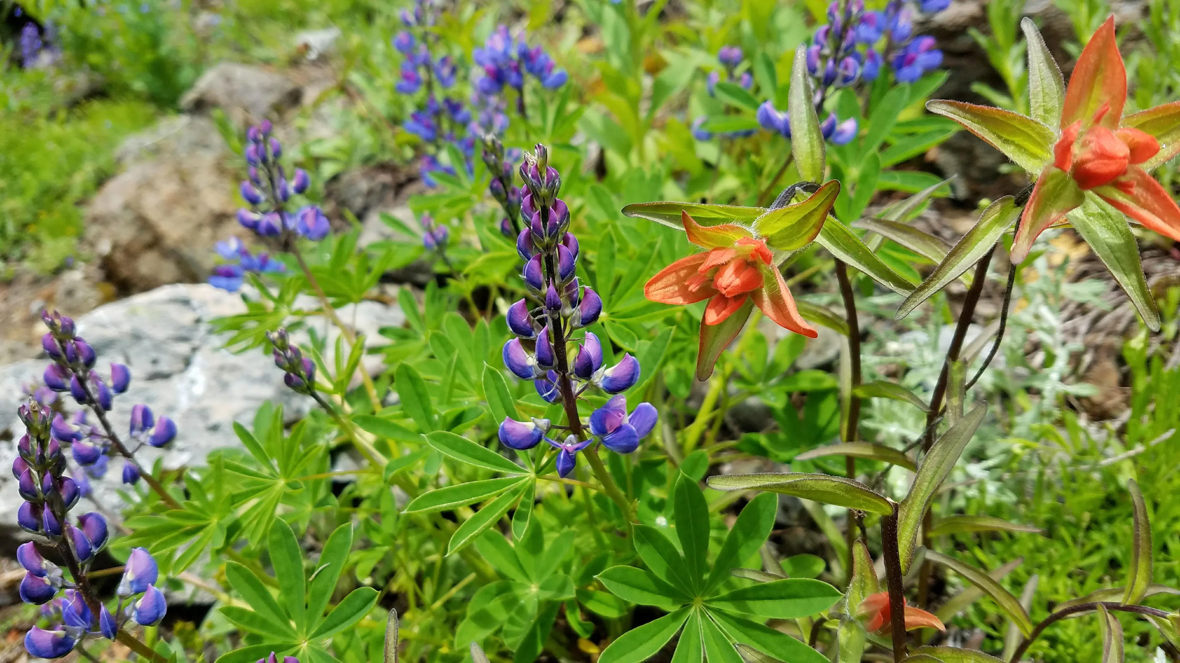 Two red paintbrush flowers growing among some purple broadleaf lupine 
