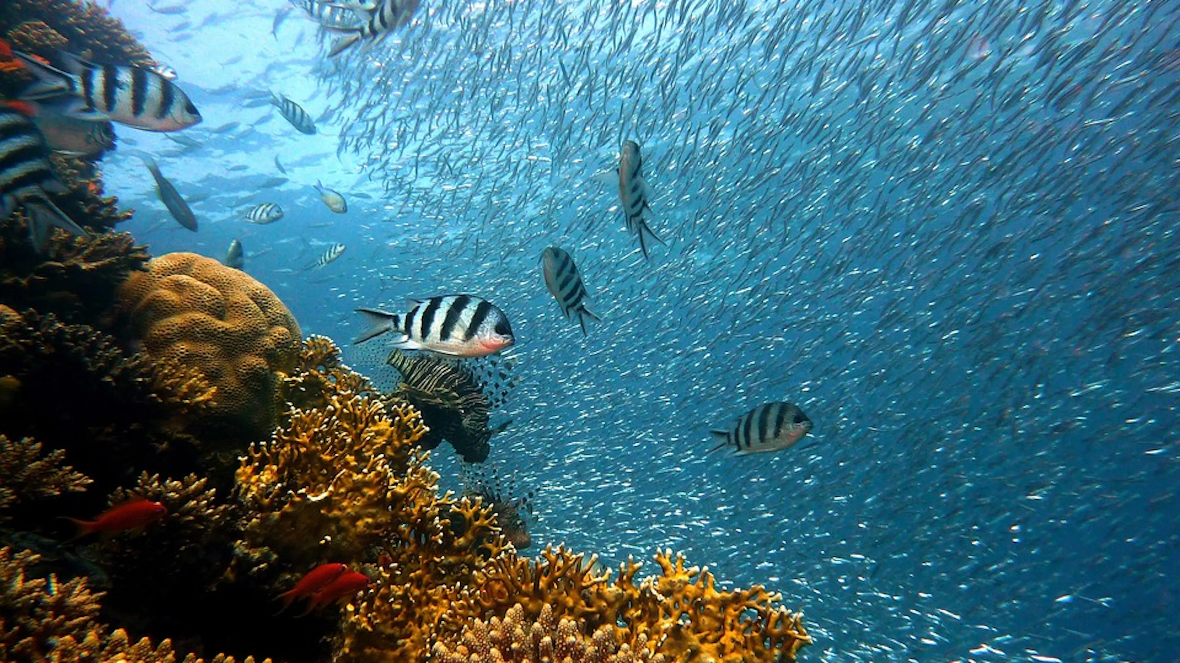 The edge of a coral reef with a large school of small silver fish swimming past some larger striped fish in the coral