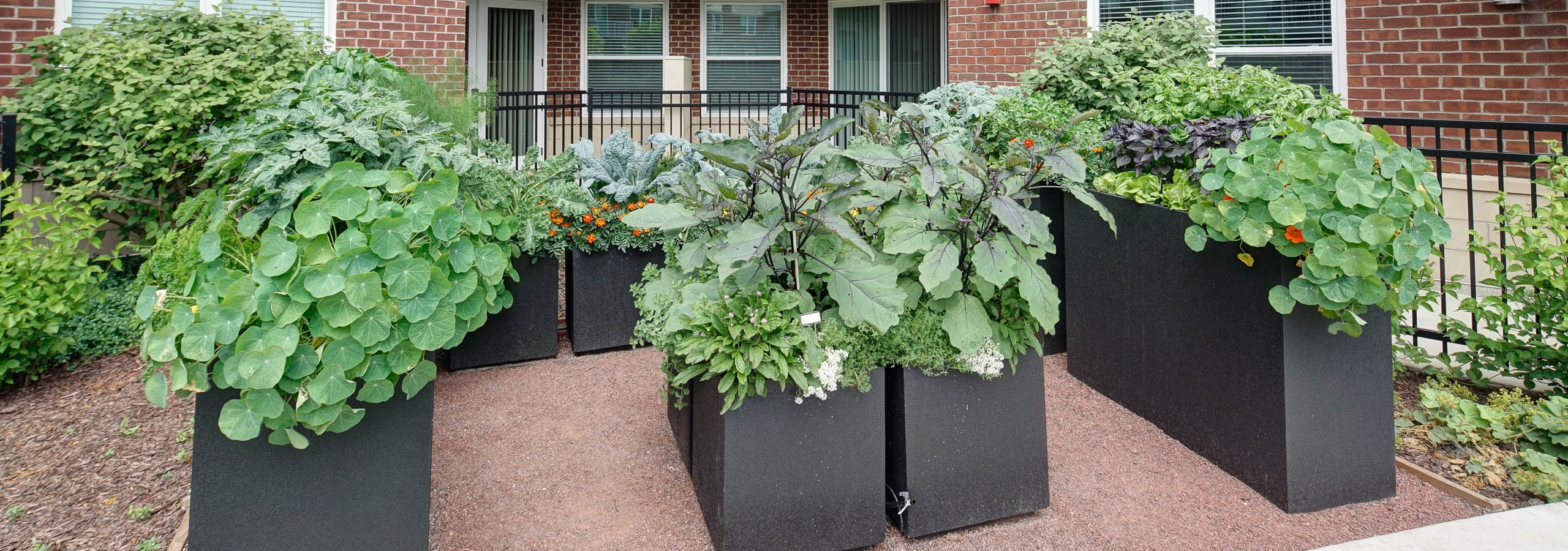 Outdoor community herb garden at AMLI Deerfield with green leafy vegetables and view of the building’s exterior brick facade