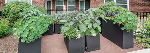 Outdoor community herb garden at AMLI Deerfield with green leafy vegetables and view of the building’s exterior brick facade