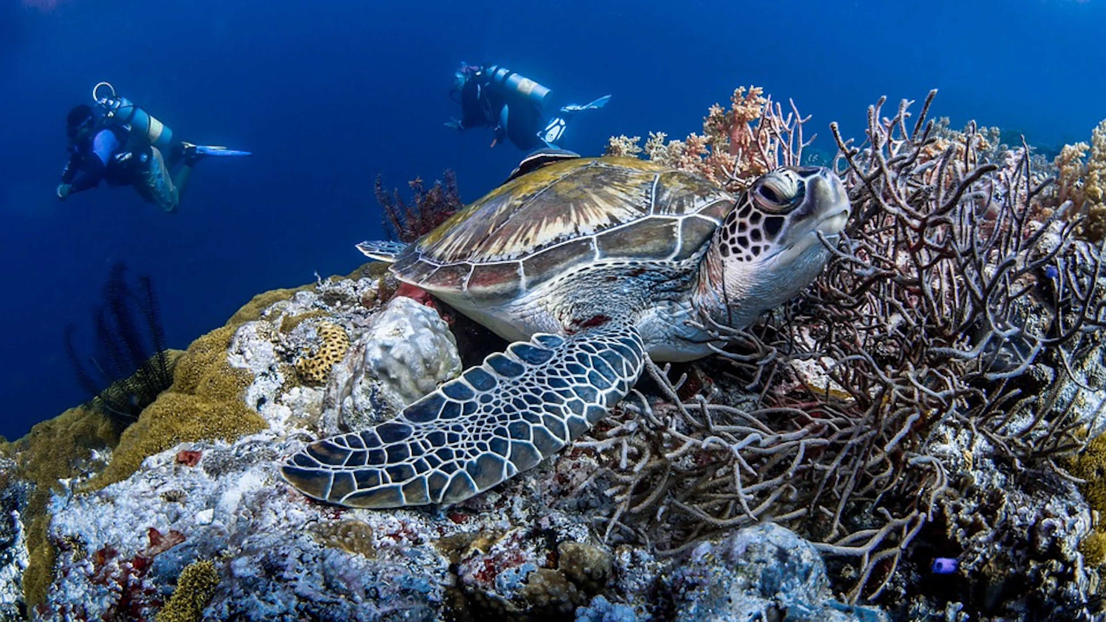 A turtle lounging in a bed of coral with two scuba divers swimming in the background