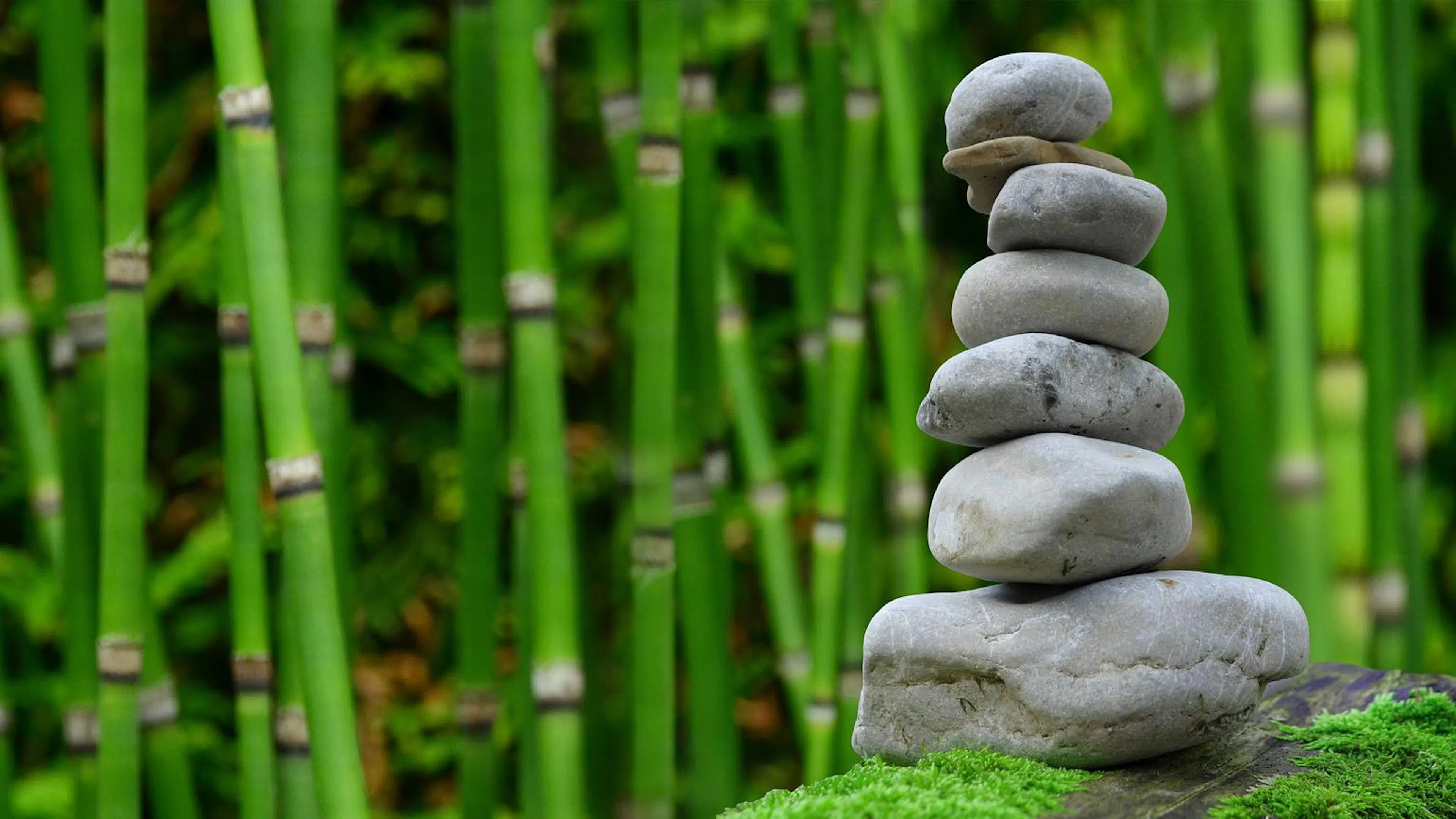stack of grey stones on mossy rock in front of bamboo reeds