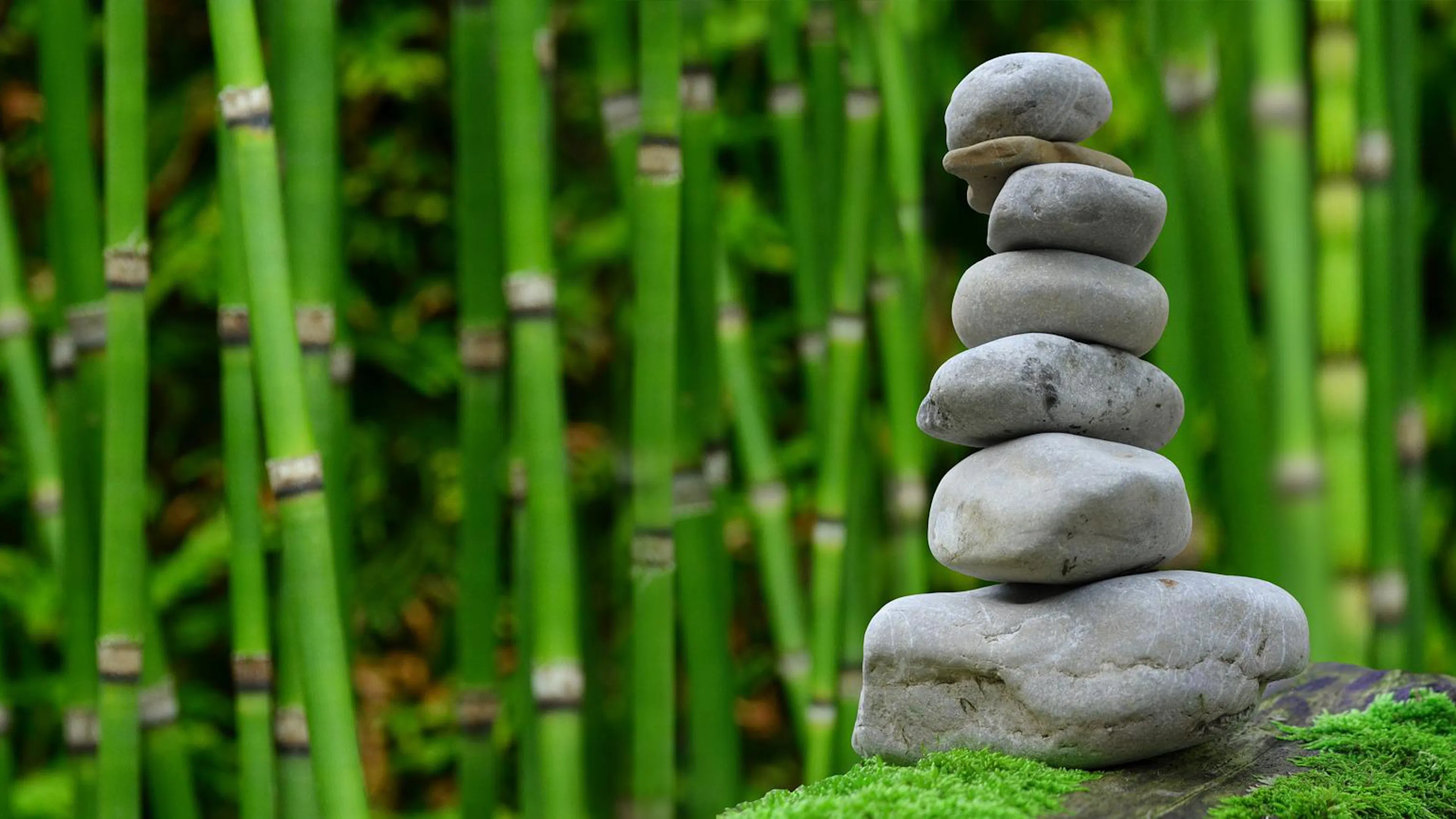 stack of grey stones on mossy rock in front of bamboo reeds