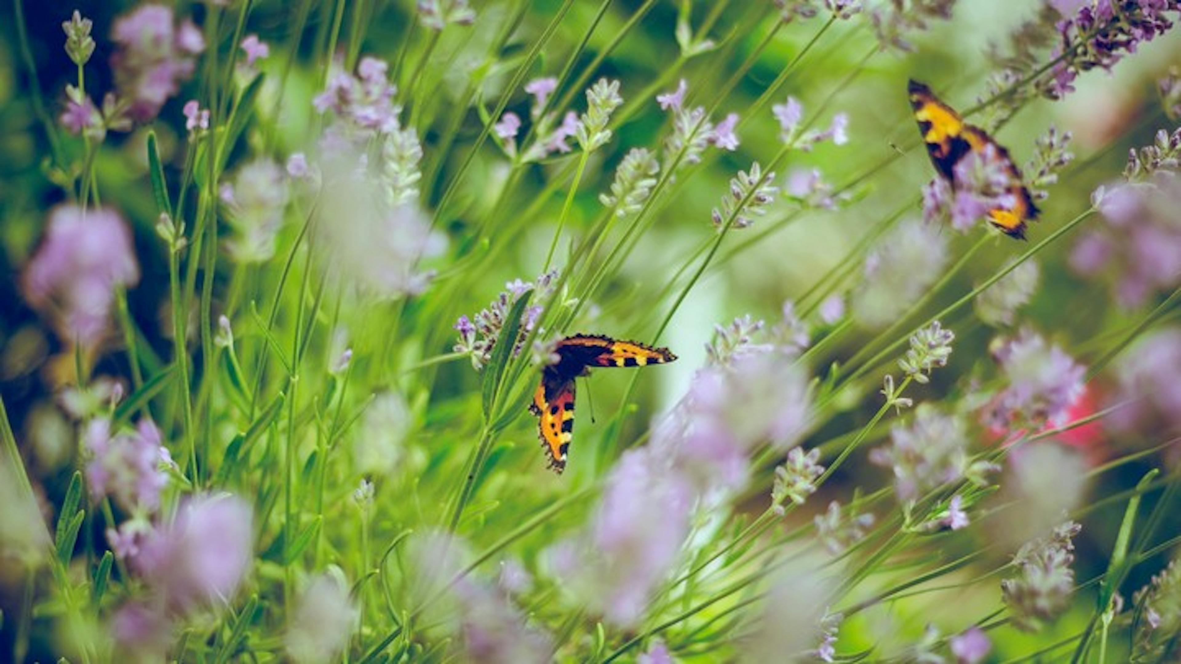 Up close image of purple wildflowers with two butterflies resting on the limbs with the sun shining through in the background