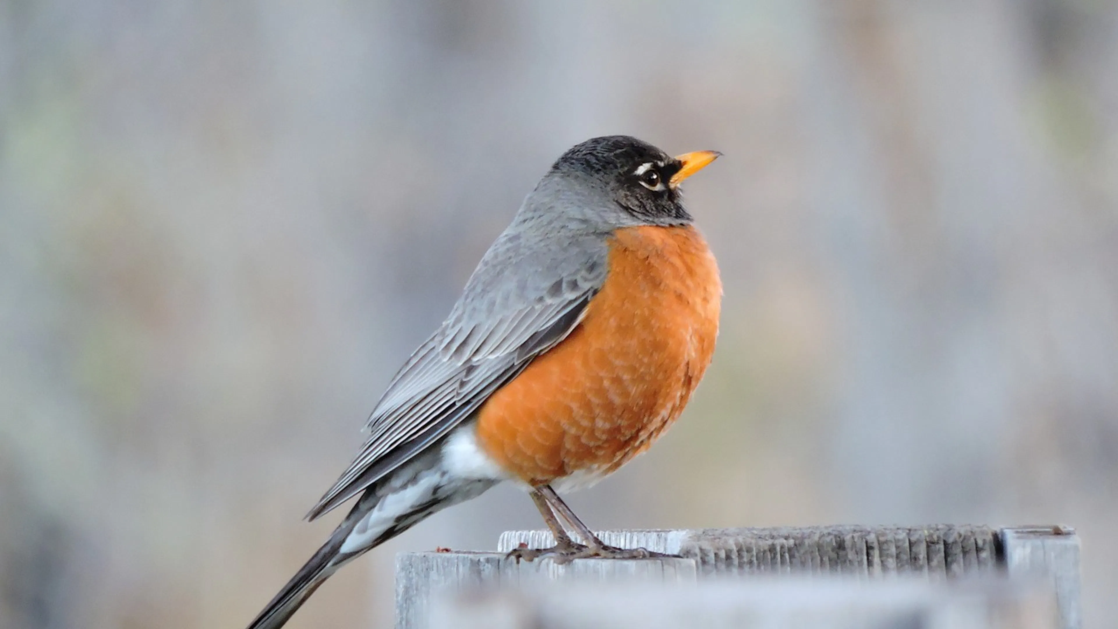 A red breasted robin sitting on a fence post on a grey cloudy day