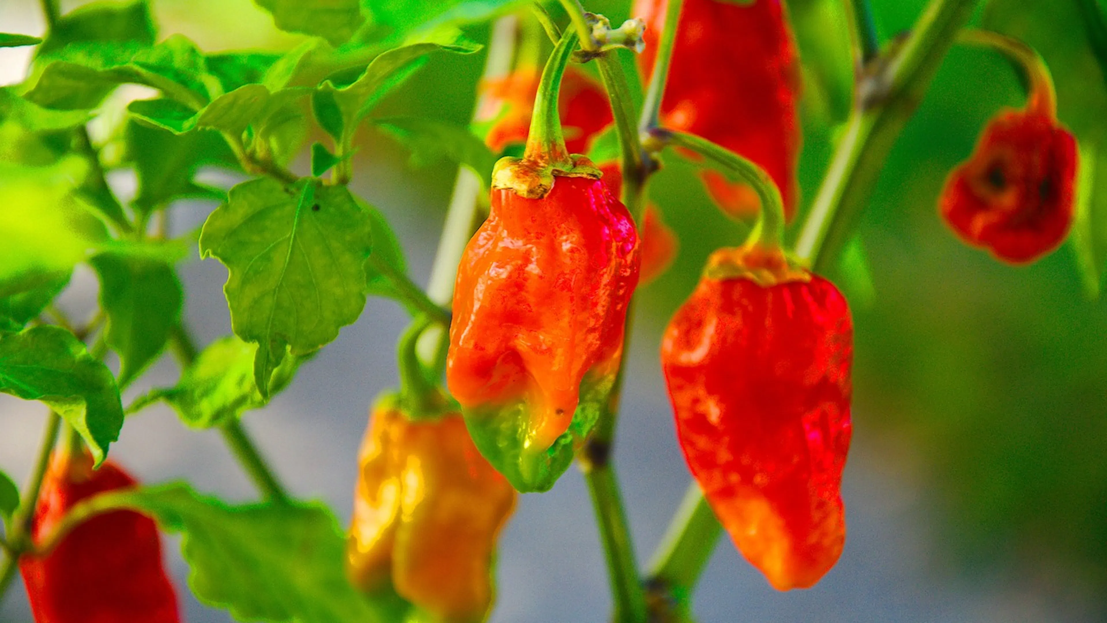 Half a dozen Carolina Reaper peppers ripening on a bush in the sunlight