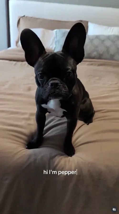 Black dog sitting on brown bed with grey and white pillow