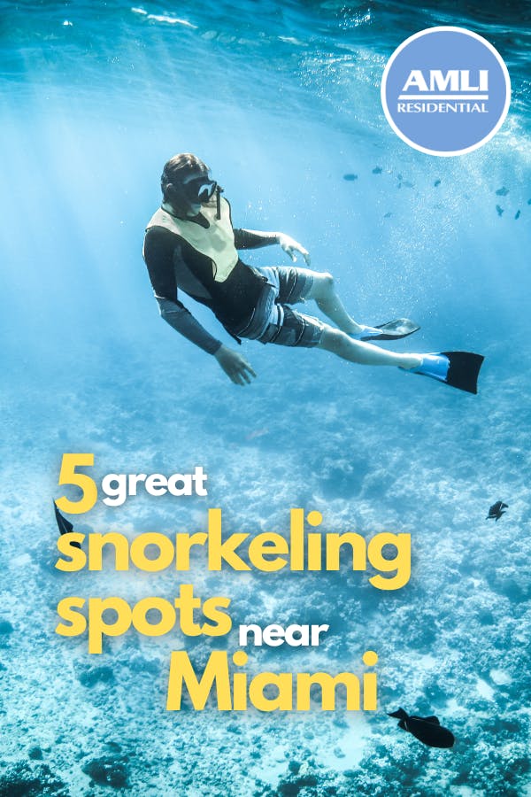 Where To Go Snorkeling In South Florida
