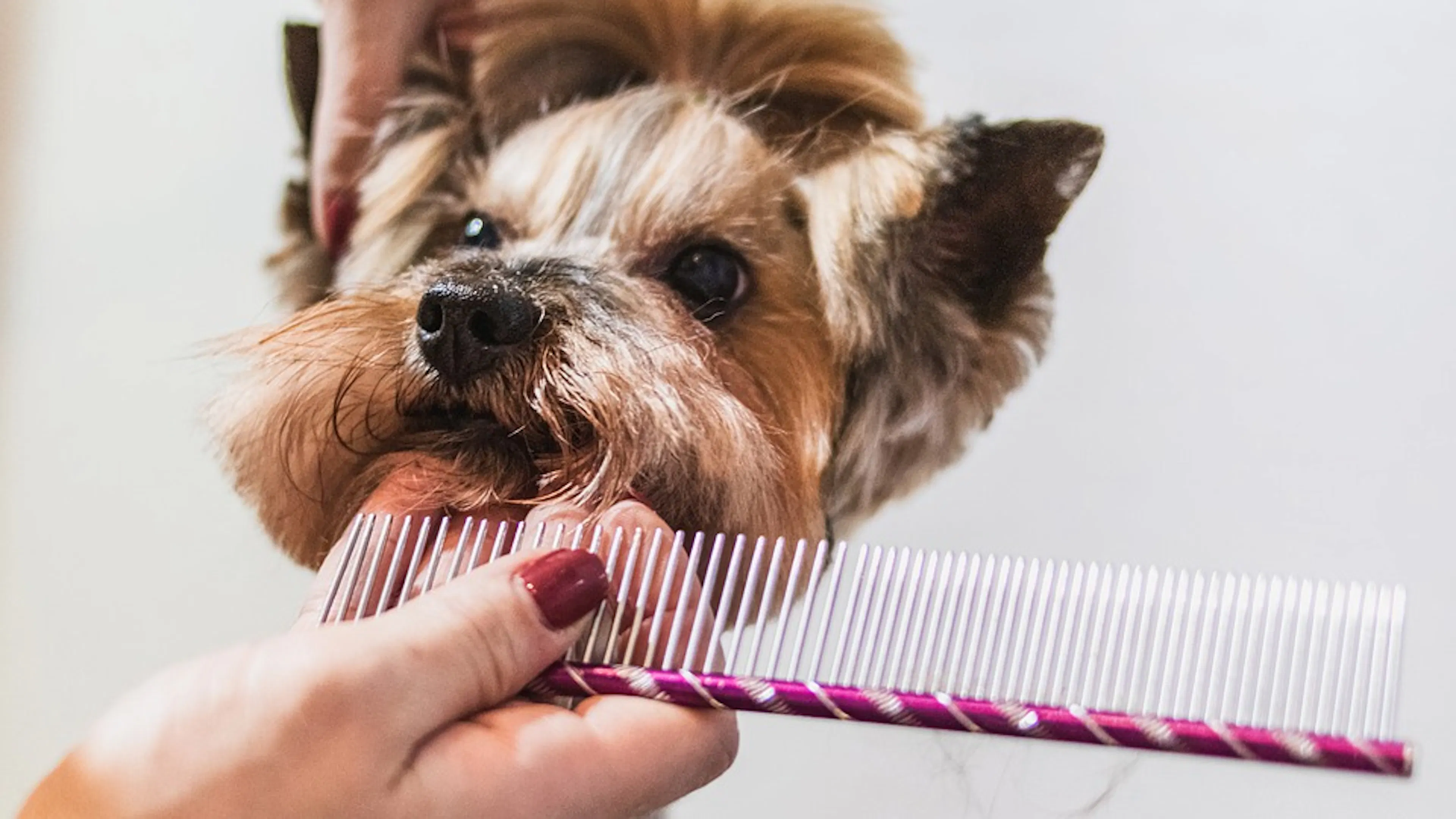 A Yorkshire terrier being groomed with a fine toothed comb