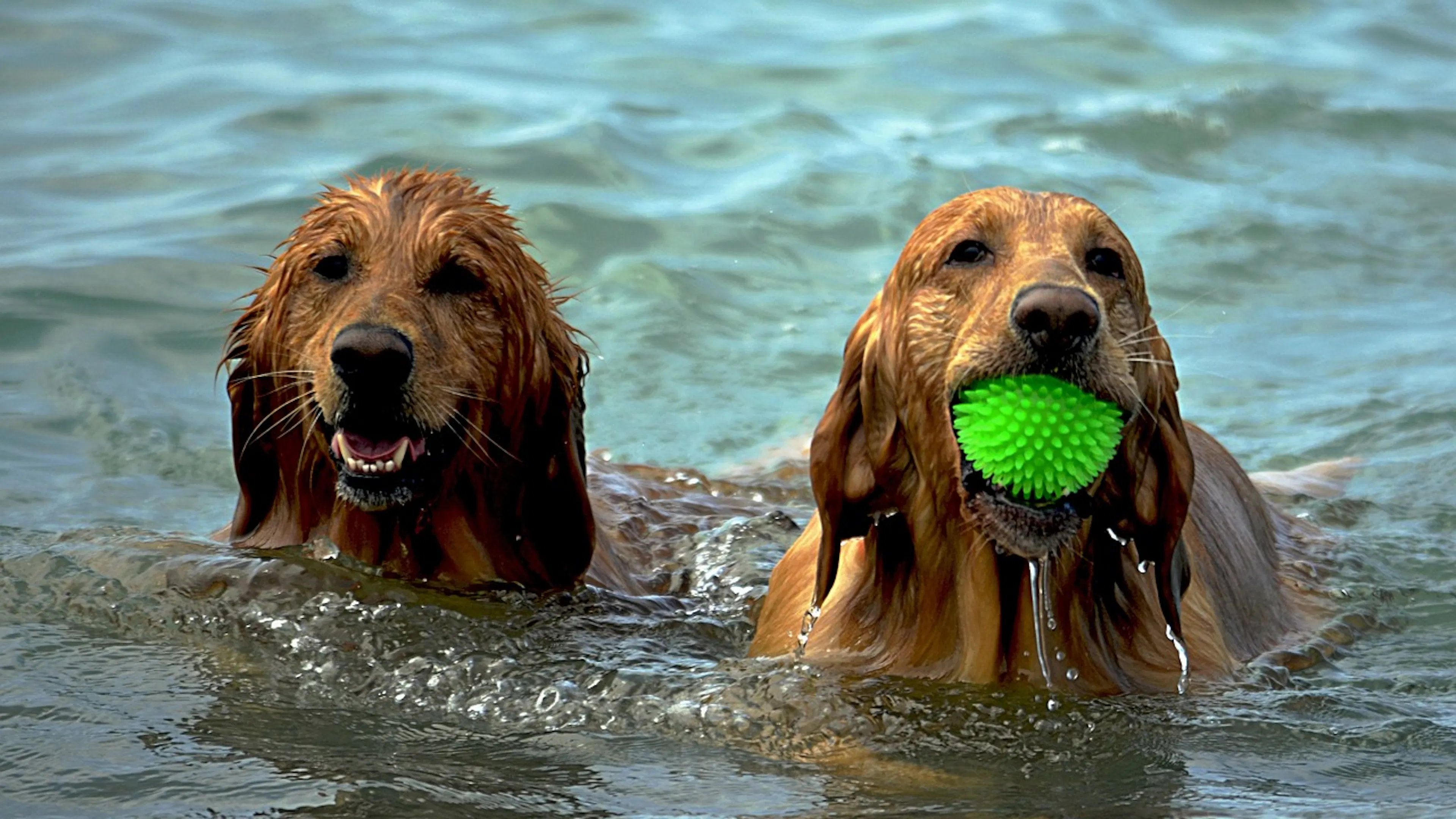 Two tan dogs in water with wet fur and one with bright green ball in mouth