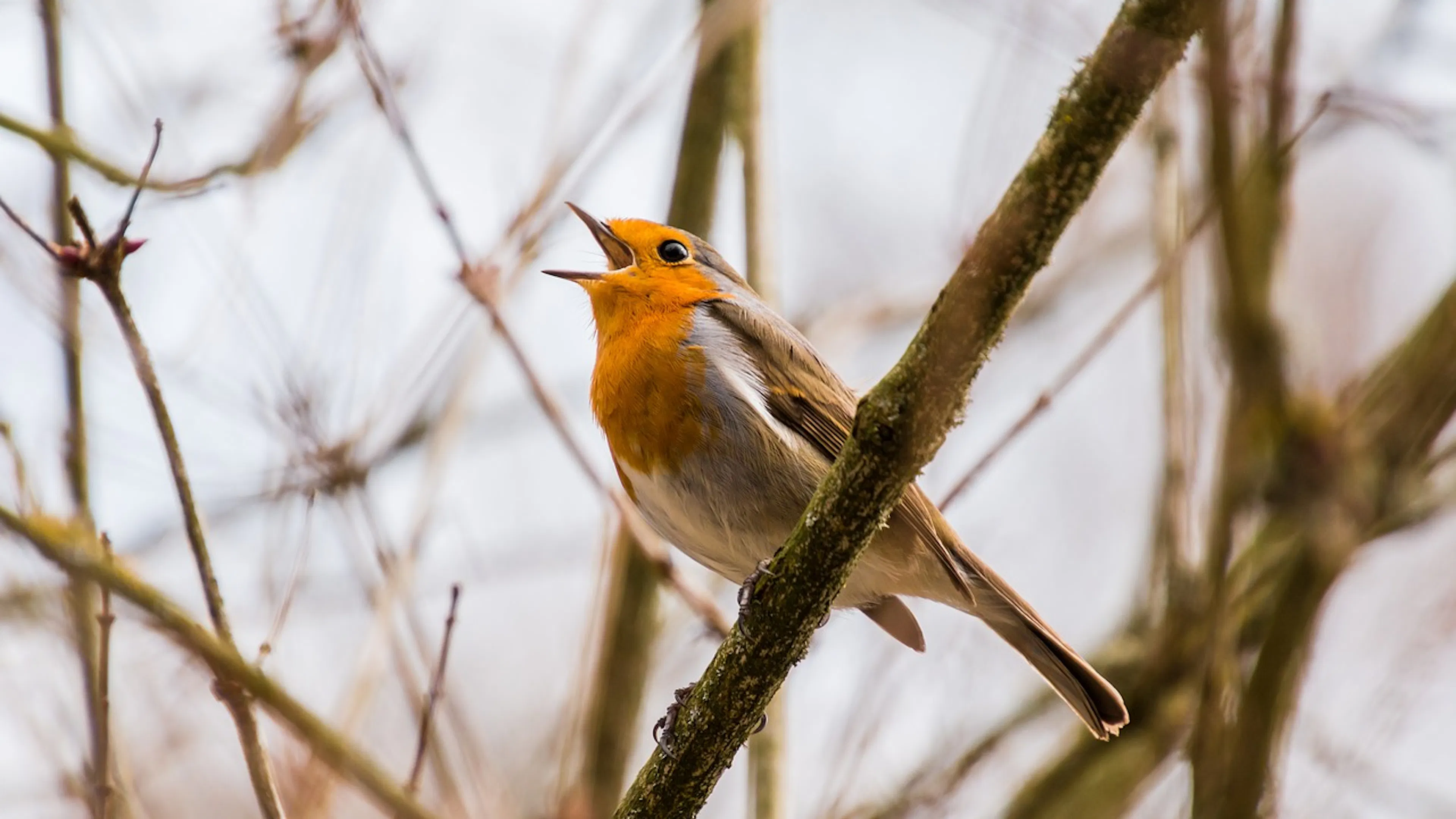 A red and brown robin on a in the small bare branches of a spring tree against a blurred background of gray sky