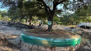 Uprooted large heritage oak with large dirt base wrapped in green plastic for transplanting during construction